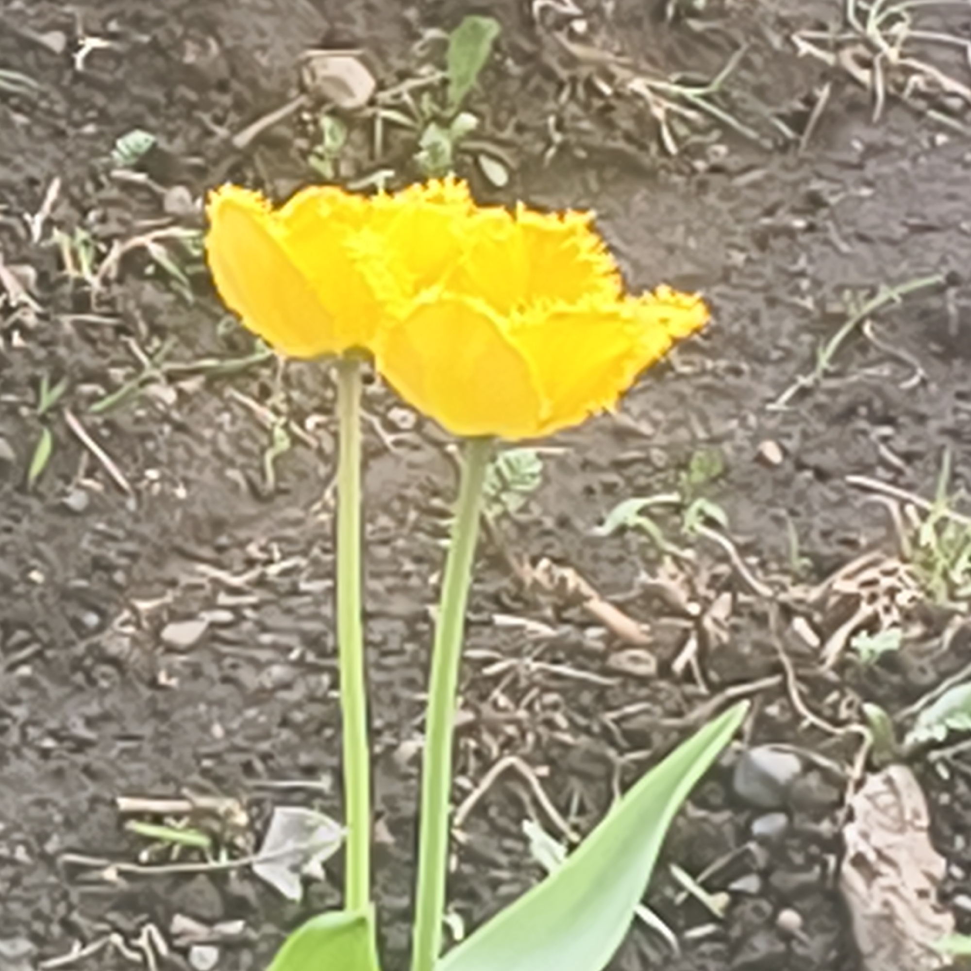 The image shows two yellow, fringed tulip flowers with green stems and leaves, standing in dark, damp soil. Small pebbles and dead plant matter are scattered around the base of the flowers. The location information is not evident from the image.
