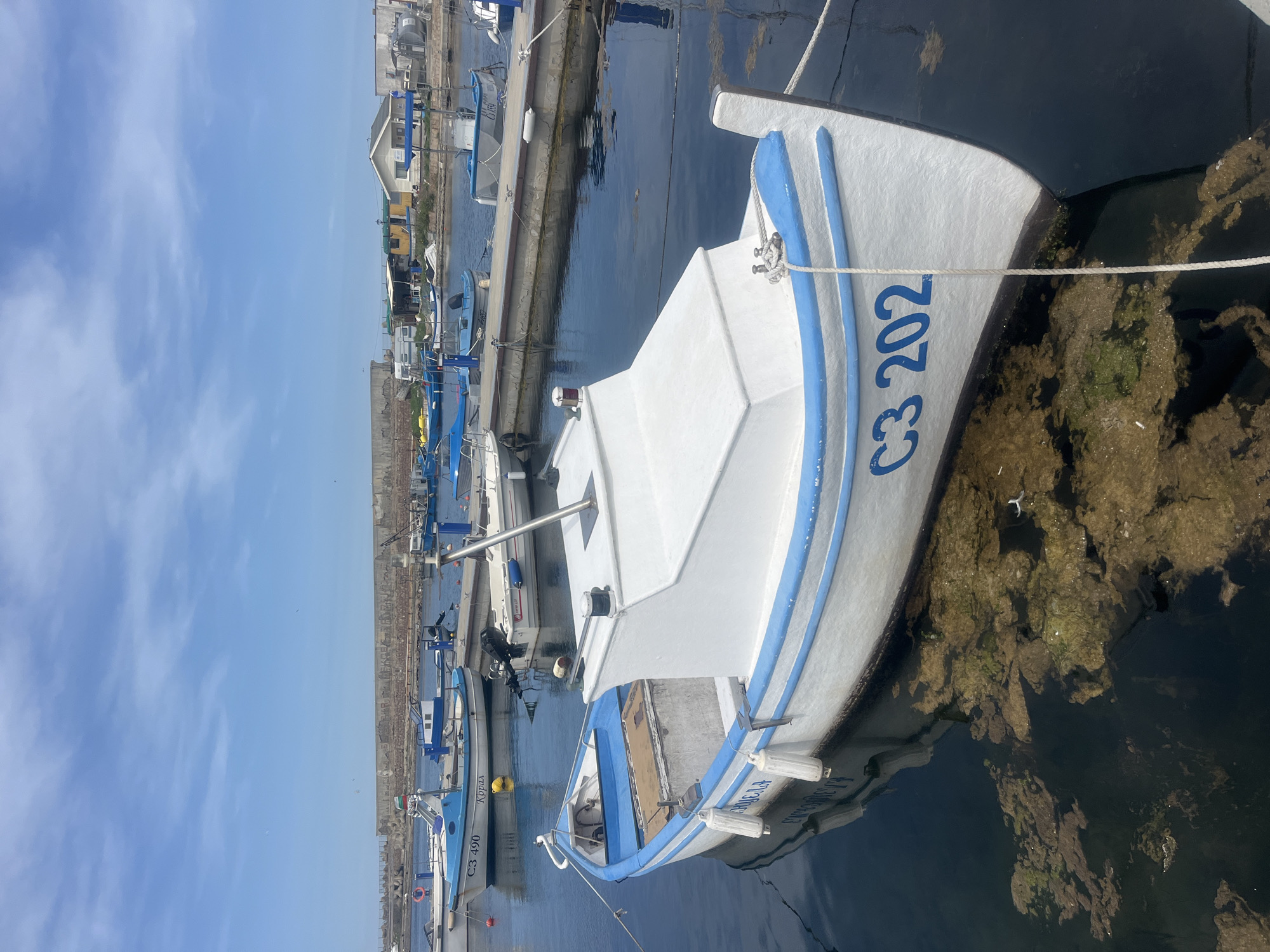 The image presents a sunlit view of a bustling harbor, likely in Sozopol, Bulgaria, filled with moored fishing boats. In the foreground, the bow and front side of a white boat with a distinctive blue stripe and trim are prominent. Its registration number, "C3 202", is clearly visible in blue on the hull. A sturdy white rope extends from the boat, securing it.
The water immediately around the foreground boat is dark but clear enough to reveal the shallow seabed covered with green and brown algae or underwater growth. Along a concrete dock stretching into the background, numerous other fishing boats are tied. One boat in the mid-ground, also white with blue accents, displays "C3 490" and the word "Корал" (Koral) in Cyrillic. Another boat further down the dock has "ЕВГЕНИЙ" (Evgeny) and "КОРАЛ" (Koral) written on its side.
The sky is a bright, clear blue with soft, wispy white clouds, indicating fair and sunny weather. In the distance, along the shoreline, various buildings and harbor structures are visible. The scene captures the calm yet functional atmosphere of a fishing port during daylight hours, with no people actively engaged in work, emphasizing the boats and their setting.