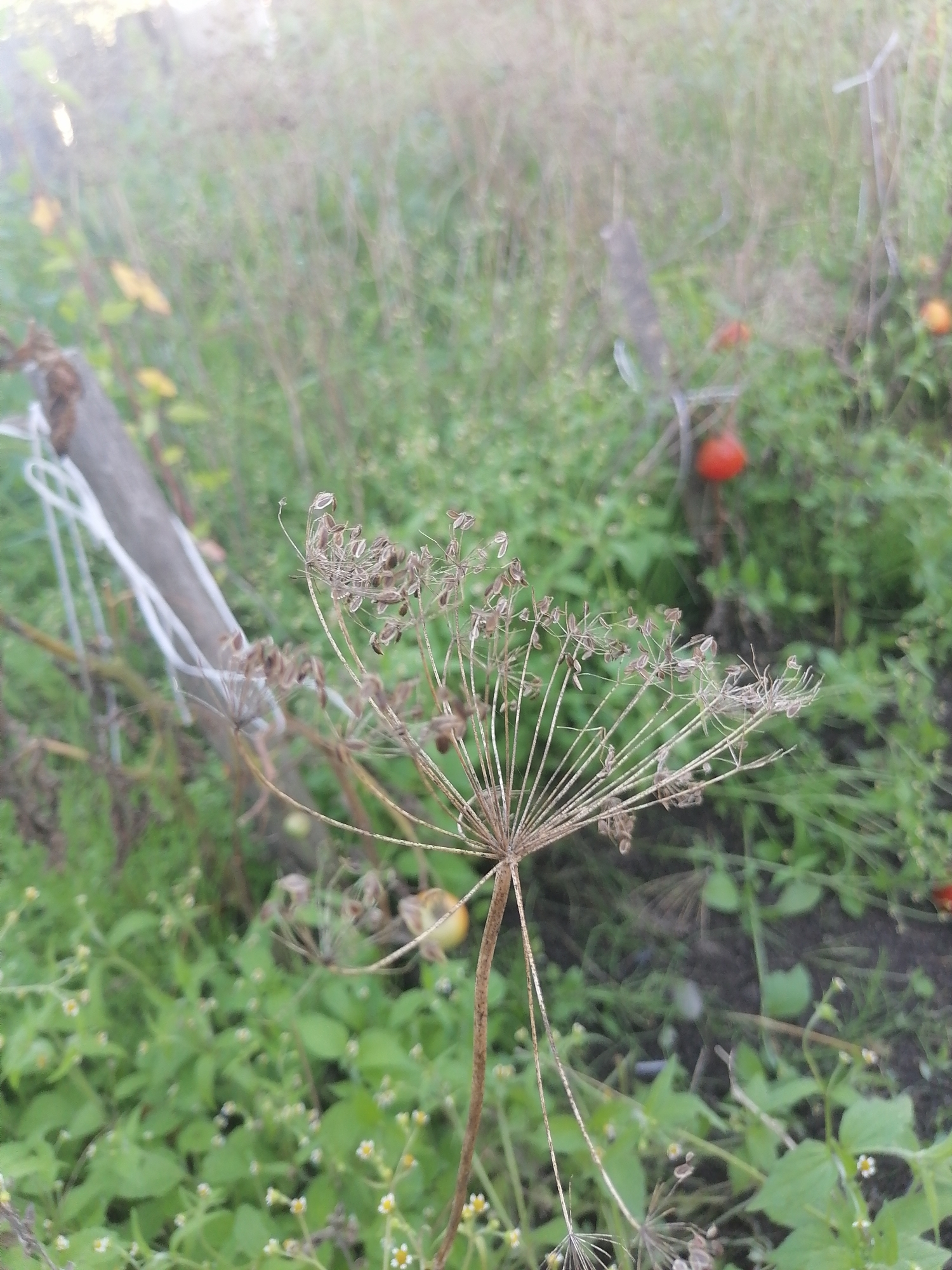 In the city of Novopokrovka, Russia, a close-up, slightly blurred photograph captures a dried dill flower head in the foreground. The plant's delicate seed casings are visible against a backdrop of lush green vegetation, including small white flowers and scattered red tomatoes on the vine. A wooden post with white string entwined around it is also present, suggesting a garden setting. The lighting indicates it is daytime.