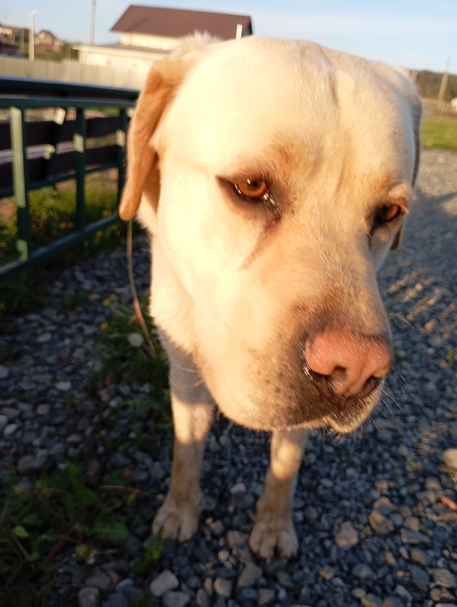 A yellow Labrador Retriever dog stands on a gravel surface outdoors. The dog is facing forward, with its head and upper body visible. The dog's fur is a light yellow, and it has brown eyes and a pink nose. A metal fence is visible in the background, along with some green vegetation and a house. The location is in an outdoor area in the city of Unknown, Unknown. The scene appears to be taken during the daytime, as the lighting is bright.