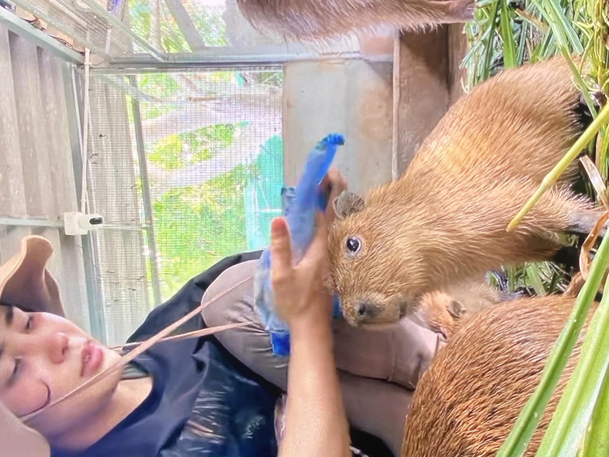 A woman wearing a khaki hat, dark shirt, and light khaki pants reclines, holding a blue bottle near the head of a young, wet capybara. The capybara, light brown in color, is standing among blades of grass. Another, larger capybara is partially visible behind it. The scene appears to be indoors, within an enclosure with a screened window visible in the background. The location is Tinaquillo, Venezuela.