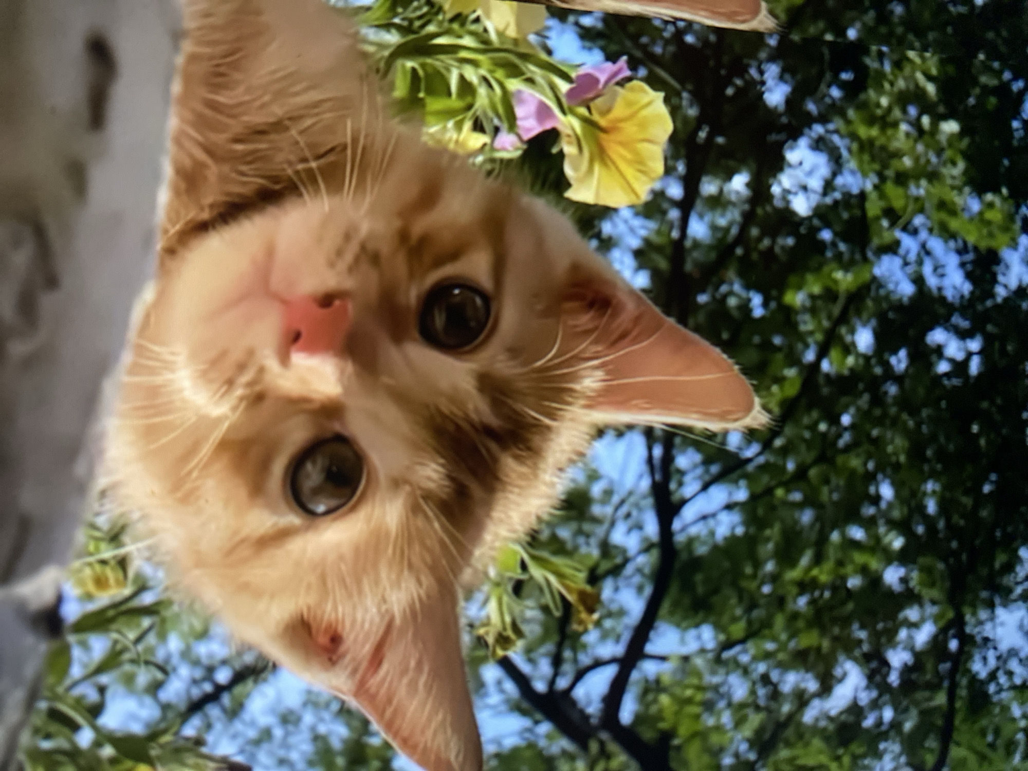 A close-up, low-angle shot features the face of an orange tabby kitten looking directly at the camera. The kitten's head is tilted, and its large, dark eyes are wide open. The background is out of focus, showing blurred green foliage and a bright blue sky. Several small yellow and pink flowers are visible in the foreground, to the right of the kitten's face. The kitten appears to be in an outdoor setting, possibly hanging from something above, with the camera positioned below it. The image is taken during daylight hours.