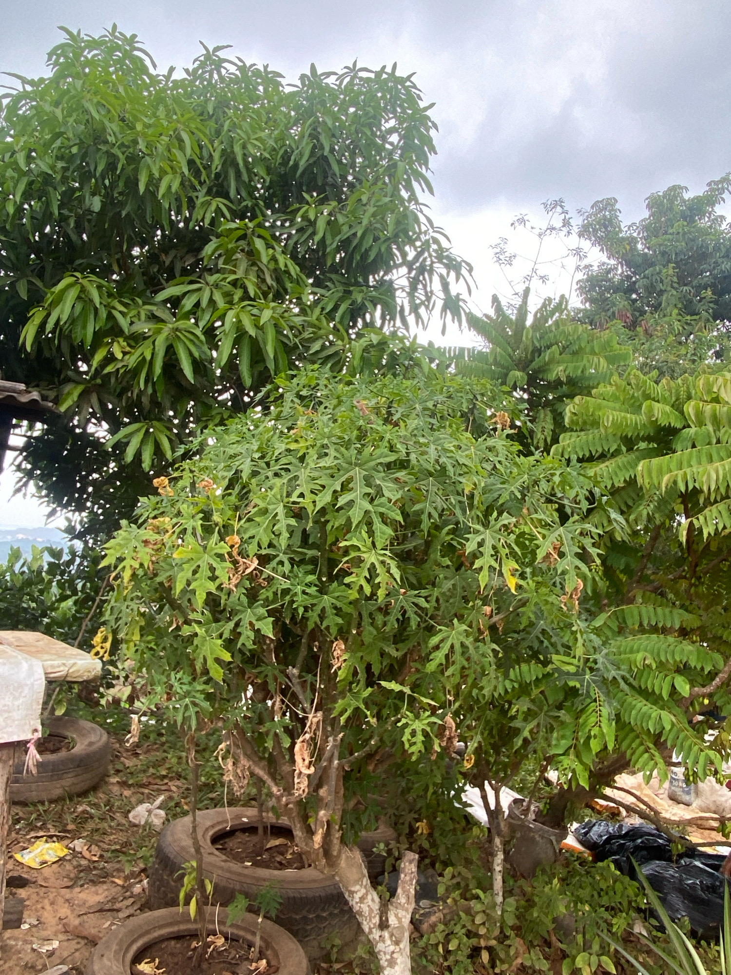 The image shows an outdoor scene with lush green foliage dominated by a leafy plant with lobed leaves and several trees in the background. In the foreground, there are old tires used as planters for some of the plants. Some debris, including black plastic bags and scattered leaves, is visible on the ground. The sky is overcast, suggesting a cloudy day. The background shows a hilly landscape with some distant structures, indicative of an urban or semi-urban environment. The overall impression is of a somewhat unkempt garden or yard area. This scene is consistent with a residential or informal settlement area in a tropical climate like Batam, Indonesia, where such resourceful use of discarded materials for gardening is common.