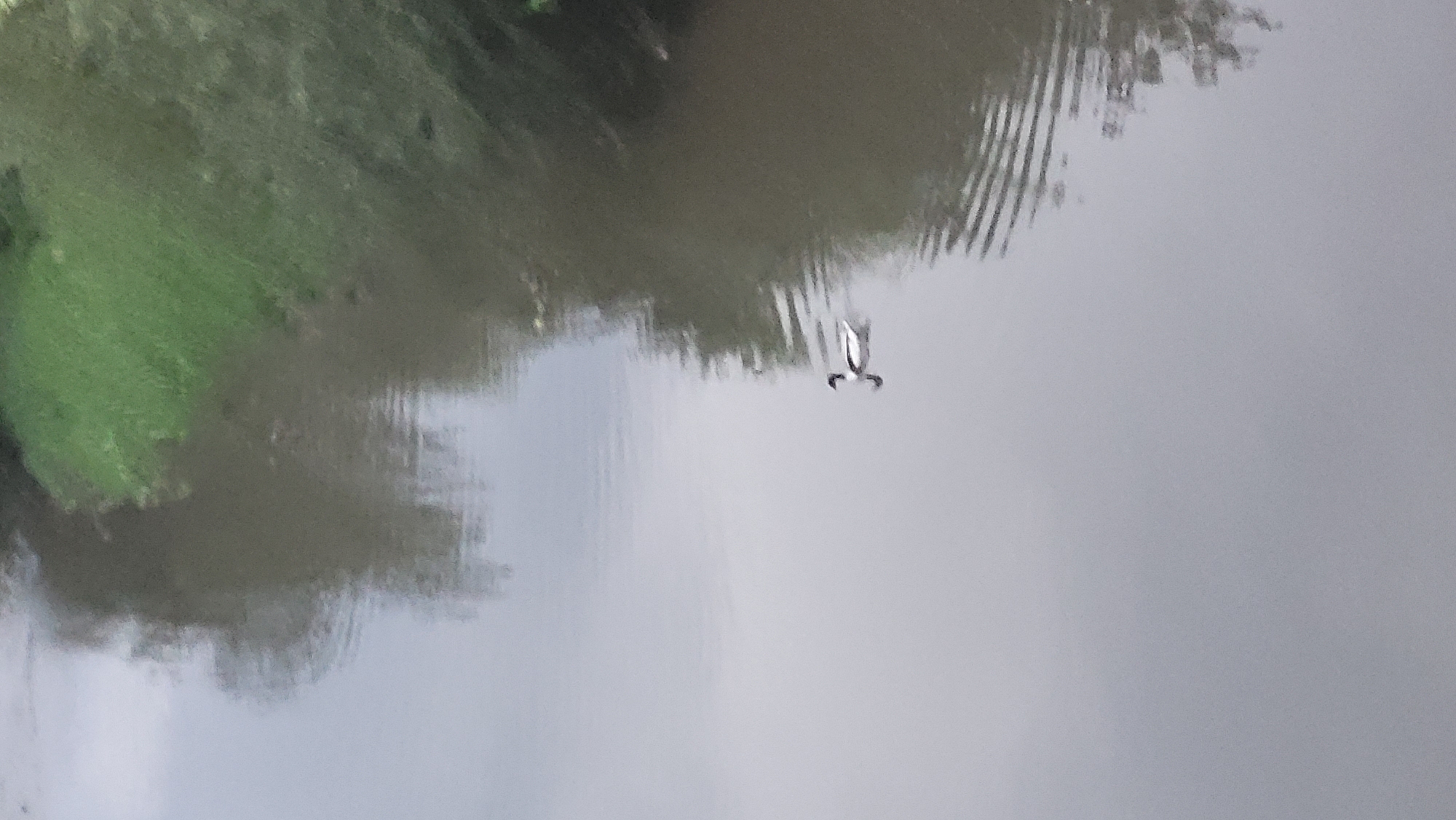 A lone duck with black and white plumage swims in the calm, grey water of a river. The reflection of trees and green foliage on the riverbank is visible on the water's surface. The scene appears to be a natural setting, possibly a park or a less developed area within the city of Prešov, Slovakia. The lighting suggests an overcast day.