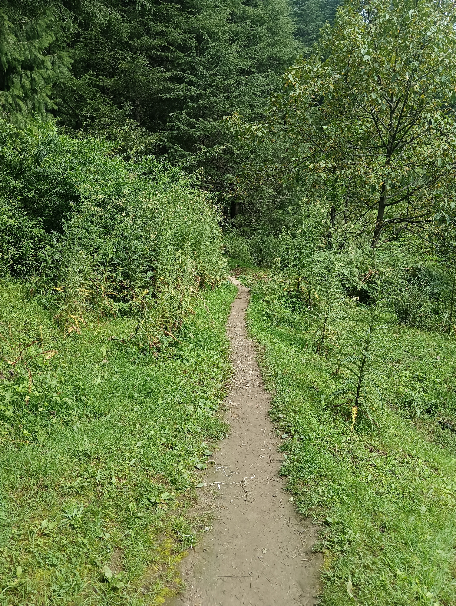 The image depicts a narrow, unpaved dirt path winding through a lush, green forest. The path is the central focus, curving gently towards the background. On either side of the path, dense vegetation thrives, with tall grasses, leafy bushes, and ferns dominating the scene. In the distance, the forest canopy is thick with evergreen trees, creating a shaded and natural environment. The overall impression is one of a serene and undeveloped natural landscape. There are no people or animals visible in the image. The scene is likely located in the city of Chhyal, India, given the context provided.