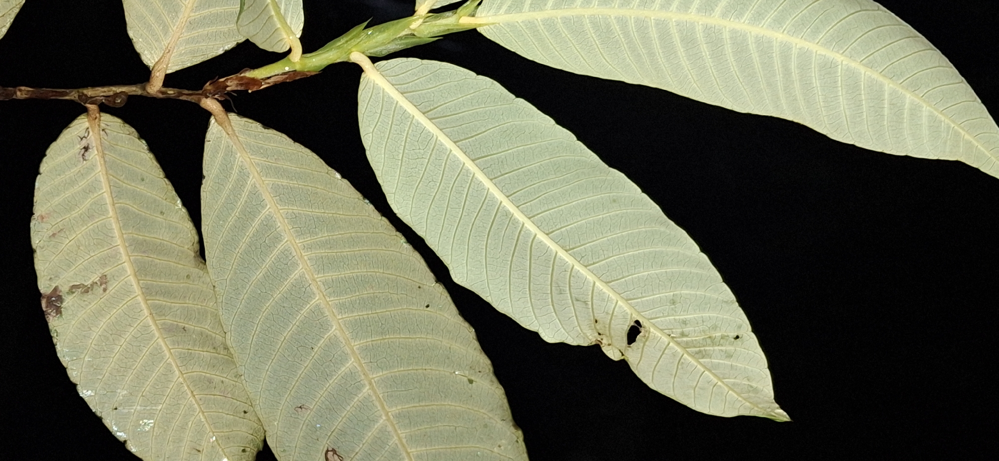 In Vallecito, Venezuela, a close-up, detailed, and high-angle shot showcases the underside of several light green leaves against a stark black background. The leaves, arranged in a cluster, exhibit prominent veins in a slightly darker shade, creating a textured pattern. Some leaves display minor imperfections, such as small holes or irregular edges, suggesting natural wear and tear. A thin, brown stem connects the leaves, with a few smaller, developing leaves or buds visible at the point of connection. The lighting highlights the delicate structure of the leaves, emphasizing their intricate venation and translucent quality. The overall impression is one of botanical study, focusing on the morphology of the plant with a minimalist aesthetic achieved by the contrasting colors.