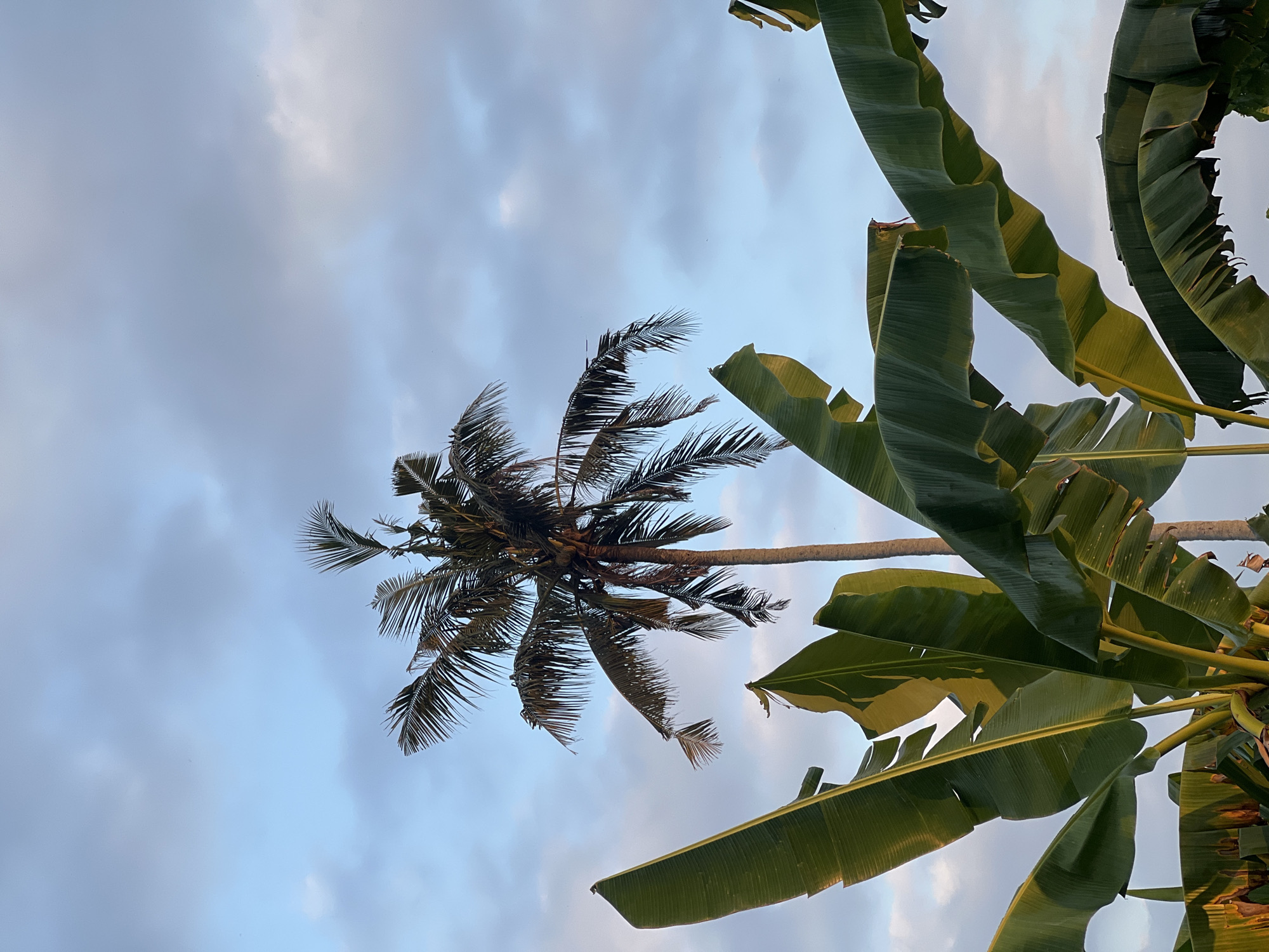 The image captures a tropical scene in Mengwi, Indonesia, featuring lush green banana leaves in the foreground and a solitary palm tree reaching towards a cloudy, pale blue sky. The leaves are broad and textured, some catching the golden light of what appears to be early morning or late afternoon. The palm tree is tall and slender, with its fronds spread out, displaying a weathered appearance. The sky is filled with soft, diffused clouds, suggesting a slightly overcast day. There are no people or animals visible in the frame. The overall impression is one of natural beauty and tranquility, typical of the Indonesian landscape.