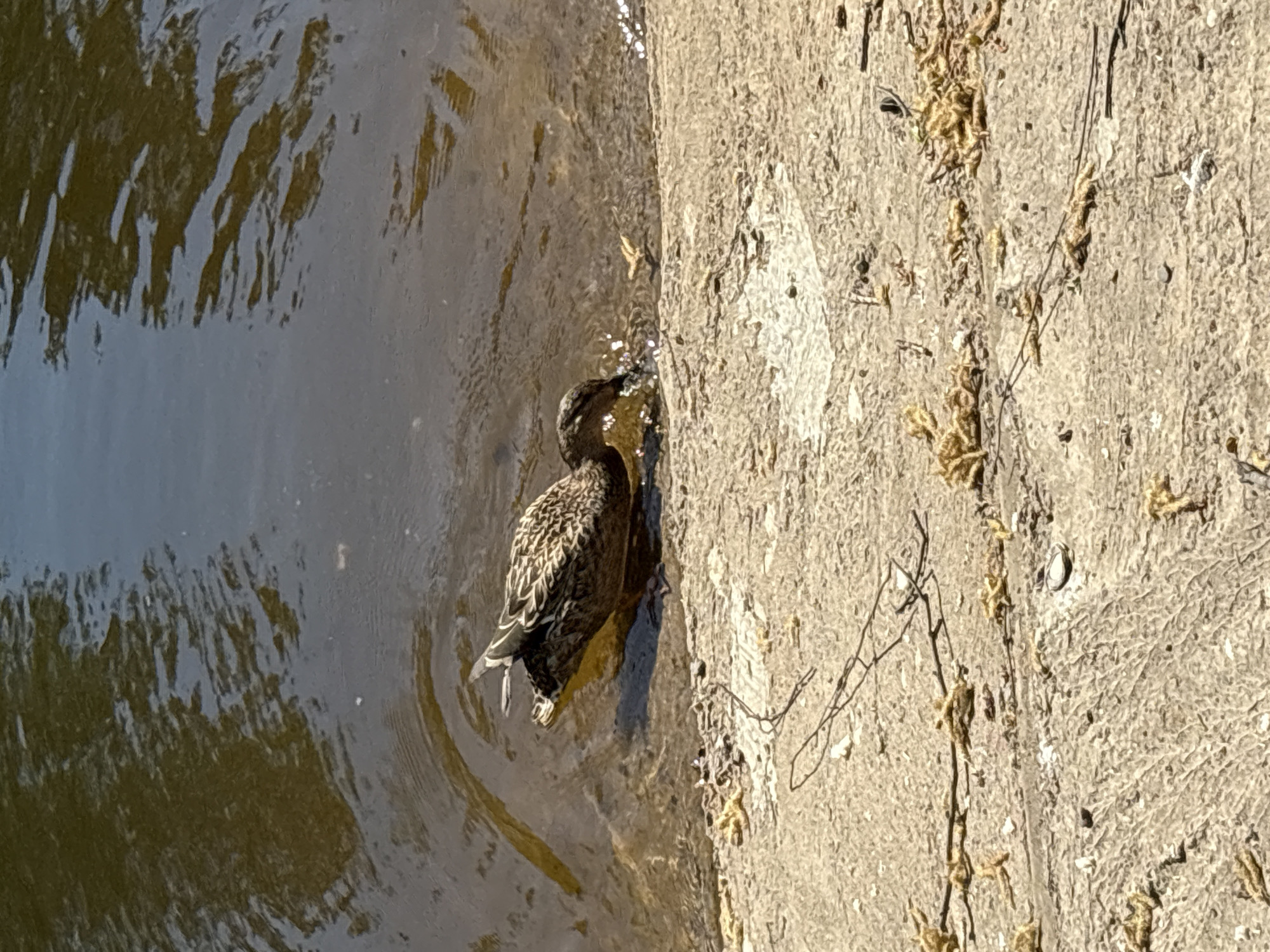A duck is perched on the edge of a concrete structure, with its head submerged in the water. The water is brown and reflective. The concrete structure appears to be a dam or the side of a canal. Dead foliage is scattered on the concrete. The location is Chaikovsky, Russia.