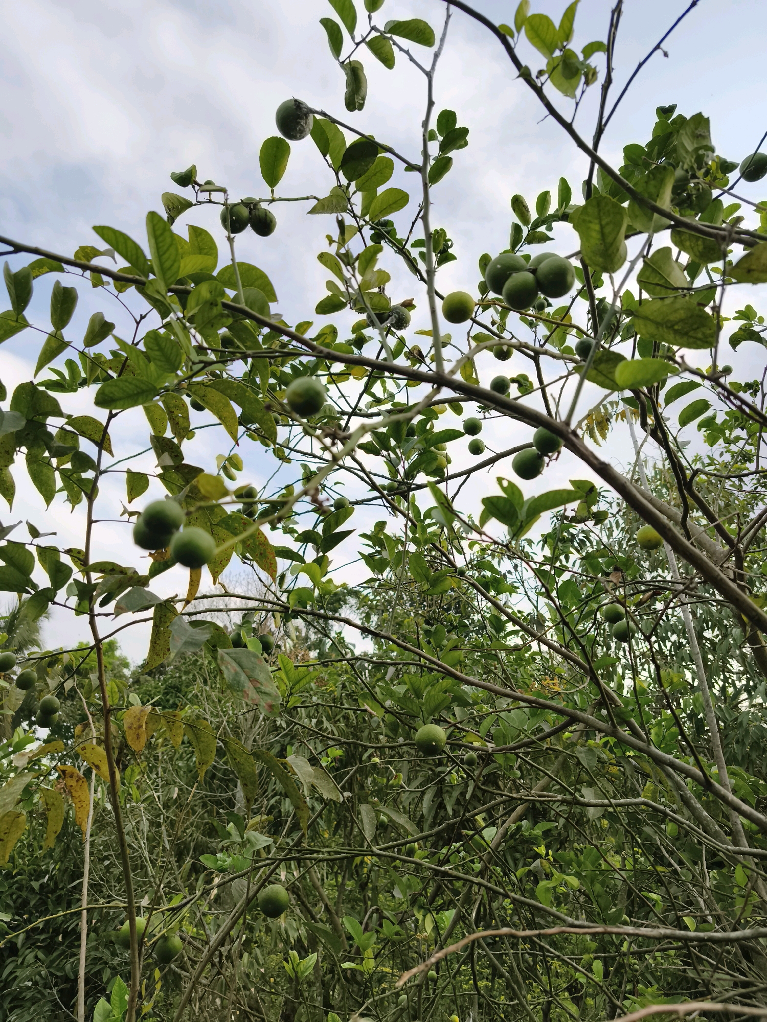 In the city of Kaligondo, Indonesia, a lime tree laden with green limes grows under a cloudy sky. The branches are densely packed with vibrant green leaves and numerous small, round green limes. Some of the limes are clustered together, while others hang individually. The background consists of more foliage and trees, creating a lush, natural environment. The perspective is from below, looking up through the branches and towards the sky.