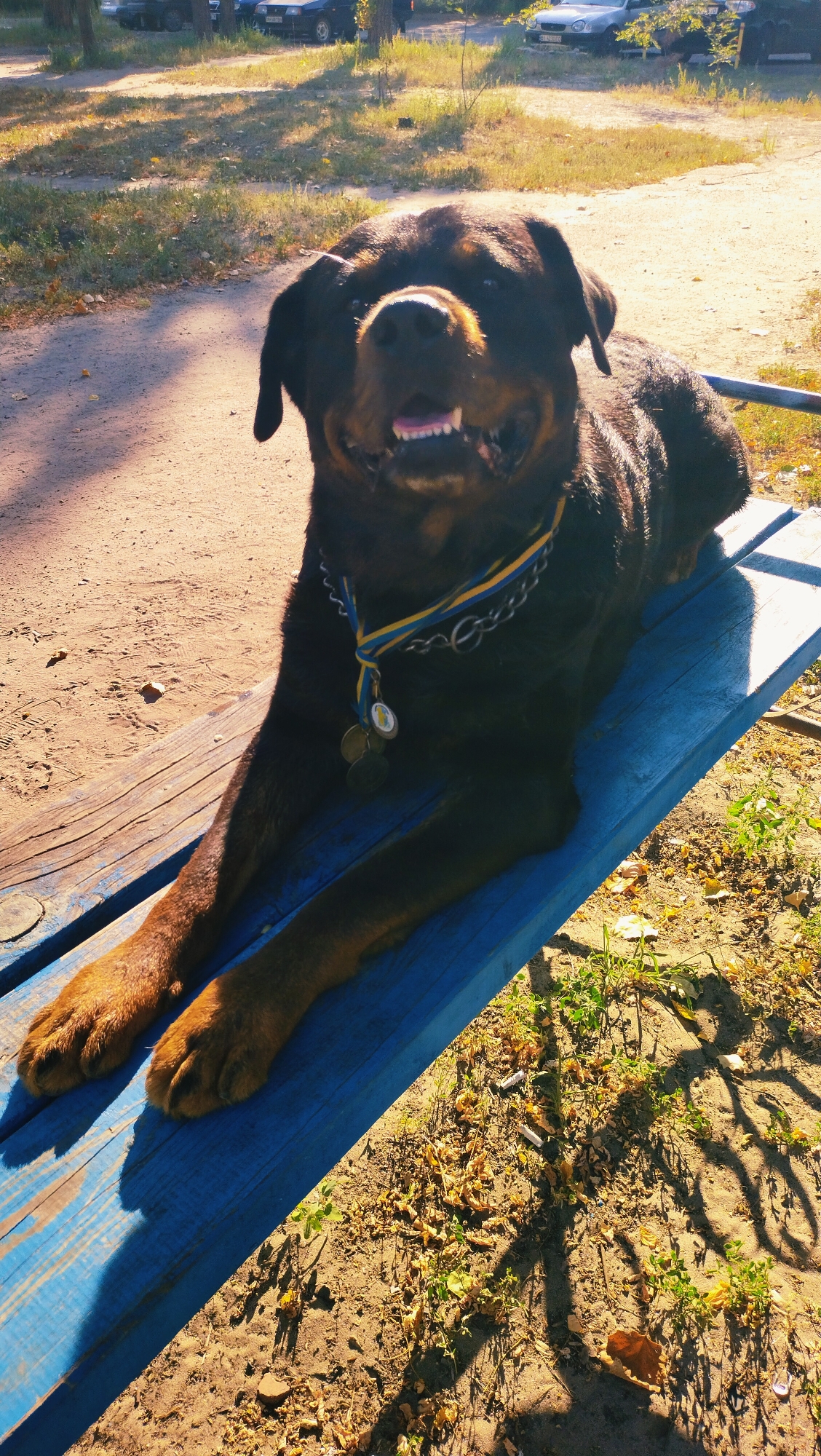 A Rottweiler dog is lying on a blue wooden bench outdoors. The dog is wearing a collar with blue and yellow ribbons and several medals. The dog's mouth is open, showing its teeth. The bench is placed on a dirt path with dry grass and fallen leaves. In the background, there are trees and parked cars. The image appears to have been taken during the day with sunlight casting shadows. The location is a park in Horishni Plavni, Ukraine.