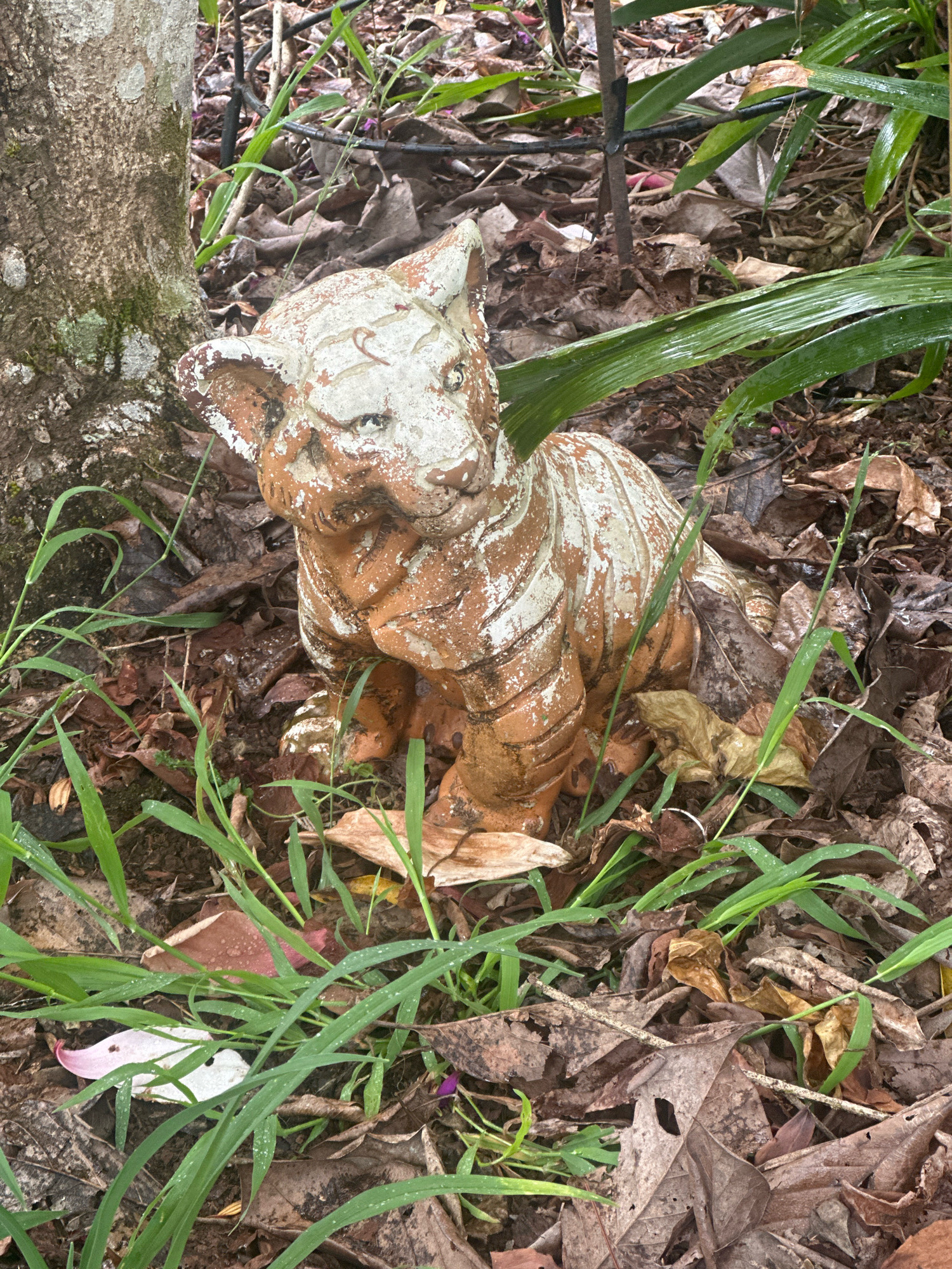A weathered, terracotta cat figurine with peeling white paint sits amongst fallen leaves and green grass near the base of a tree. The figurine is the central subject, positioned in a crouched pose, with its head tilted slightly to the left. Its surface shows signs of age, with exposed terracotta and chipped white paint that creates a striped pattern. The surrounding environment is a forest floor with a mixture of dry, brown leaves and vibrant green blades of grass. A portion of a tree trunk with rough bark is visible on the left side of the frame. In the background, there are more leaves, some green foliage, and what appears to be a black hose or cable. There are no people or animals present. The lighting suggests an overcast day, with diffused light casting soft shadows. The image composition places the figurine slightly off-center, drawing the viewer's eye to its texture and condition within the natural setting. The location is not specified within the image.