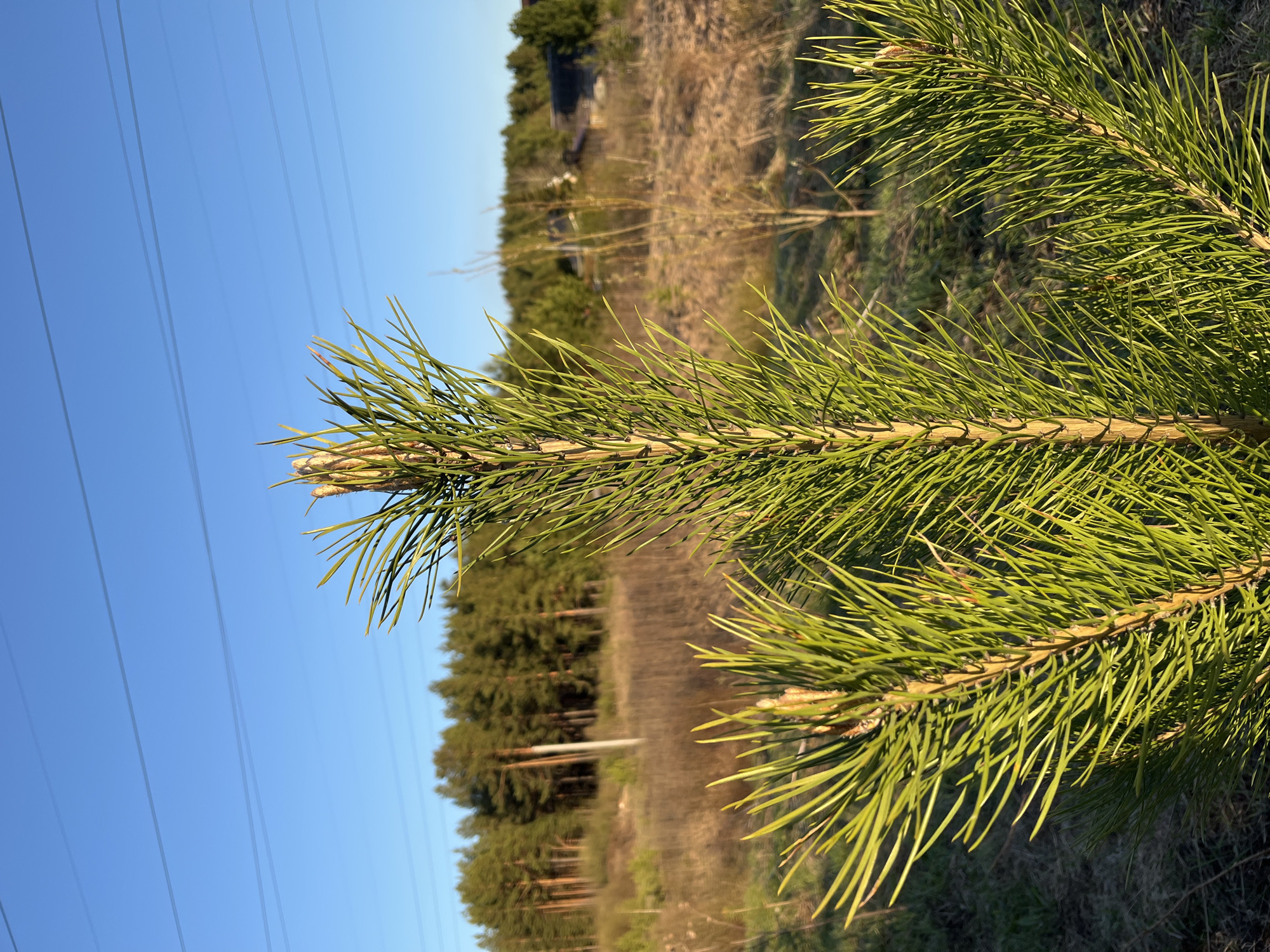 A medium shot depicts a pine branch in the foreground against a backdrop of trees and a clear blue sky with power lines. The branch is horizontal, with dense green needles emanating from the stem. Behind the branch, a line of trees suggests a forest or wooded area. The sky above is clear and bright blue, with electrical power lines visible. The location is in a wooded area in Nizhny Tagil, Russia. There are no people visible in the image.