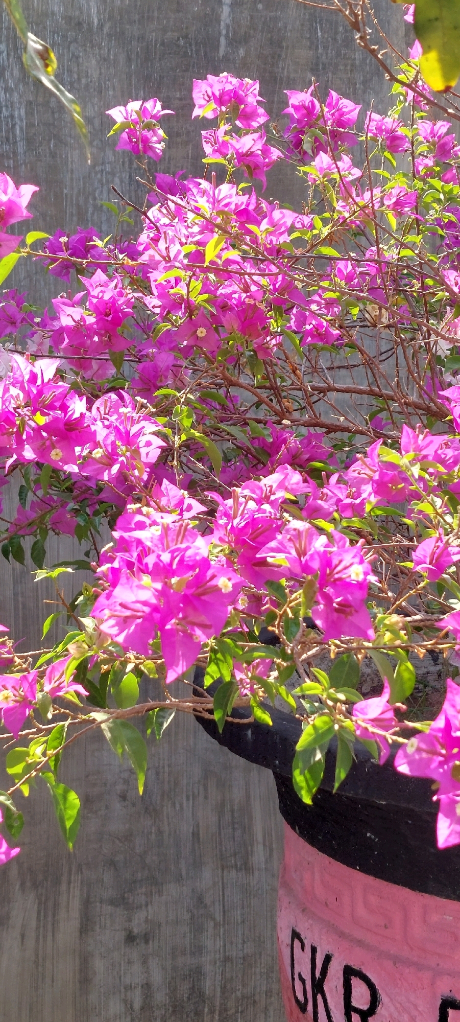 A close-up, vertical shot showcases vibrant magenta bougainvillea flowers in full bloom, set against a textured gray concrete wall. The flowers are densely clustered on thin, brown branches, interspersed with small, bright green leaves. Sunlight dapples the scene, creating highlights and shadows on the petals and foliage. In the lower right corner, a portion of a pink planter is visible, with black trim and text that appears to read "GKR". The overall impression is one of a bright, outdoor setting, possibly a garden or patio, given the presence of the planter and the wall which could be part of a building or fence. No people or animals are present.