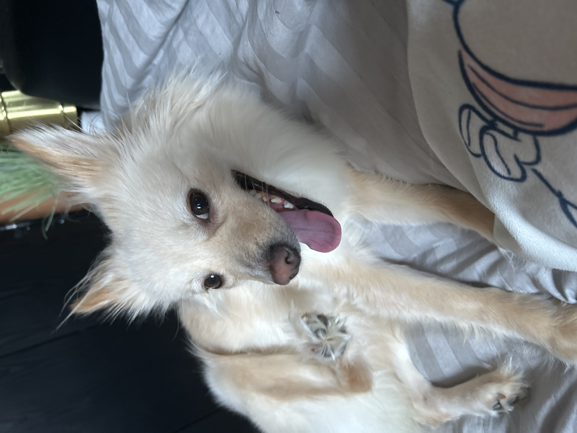 A light-colored, long-haired dog is lying on its side on a striped bed, with its head turned to the left and its tongue hanging out. The dog appears to be a Pomeranian or a similar breed, with pointy ears and dark eyes. Its front left paw is raised and held close to its chest. The background consists of a dark surface and a portion of a gold-colored object, possibly a lamp. A white blanket with a cartoon character design is visible in the lower right corner of the image. The scene suggests a domestic setting, likely a bedroom. There is no discernible indication of the city of Sofia, Bulgaria.