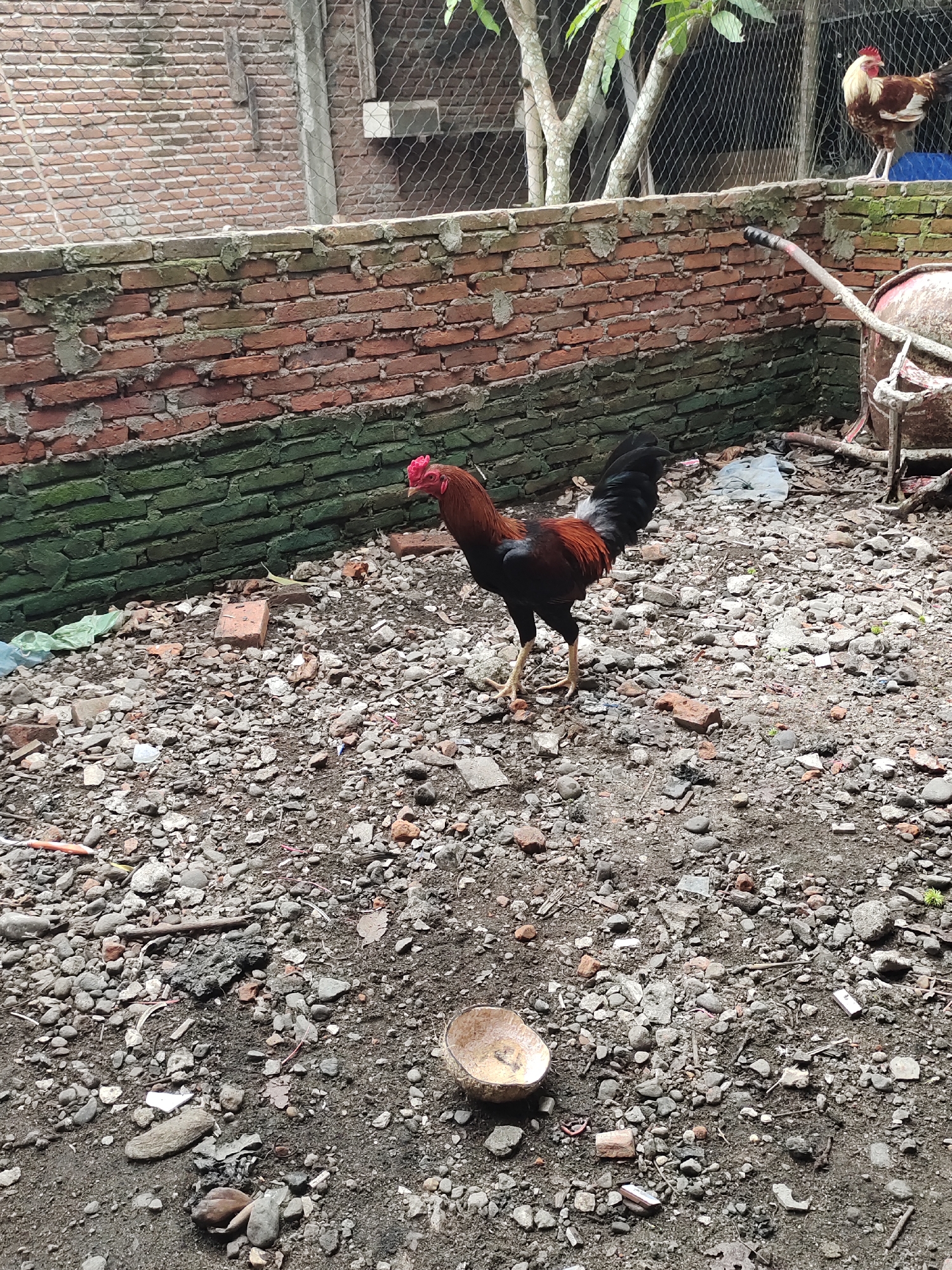 A rooster with brown and black plumage stands on a gravel and dirt ground in a yard. The rooster is facing left with its head turned slightly to the right. Behind the rooster is a brick wall with some green moss on its lower half. The yard is filled with scattered rocks, debris, and a coconut shell on the ground. In the background, a chain-link fence encloses a small tree and another chicken. The scene appears to be in a rural or semi-rural setting. The location is identified as Rayeukmatangkuli, Indonesia.