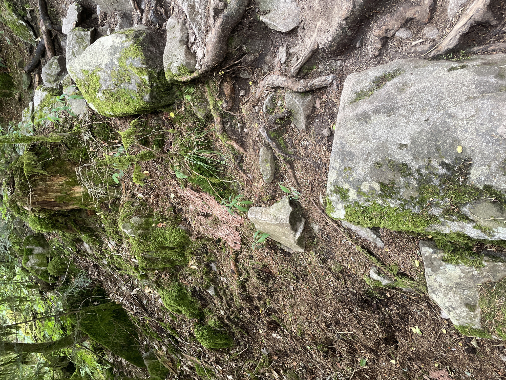This is an eye-level, medium shot of a rocky, moss-covered forest trail in the city of Gérardmer, France. The trail slopes upwards and to the right, with large, grey boulders interspersed with dirt and fallen leaves. The boulders are covered in vibrant green moss, which also clings to tree trunks and branches visible in the background. The overall environment is lush and overgrown, suggesting a damp, shaded area within a forest. There are no people or animals visible in the scene. The focus is on the natural elements of the trail and the surrounding forest.