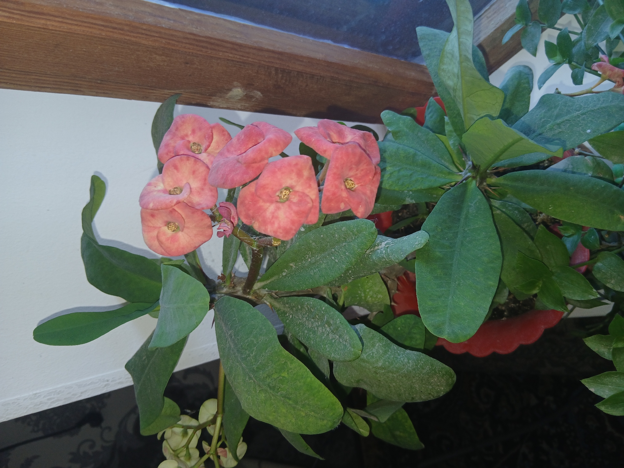 A potted plant with pink flowers and green leaves is displayed indoors. The plant is positioned near a window with a wooden frame. The background consists of a white wall and a dark curtain. The lighting suggests it is daytime. There are no people or animals present in the image. The plant appears healthy, with multiple blooms and lush foliage. The pot is red and scalloped around the rim. The image does not provide any information about the city or specific location.