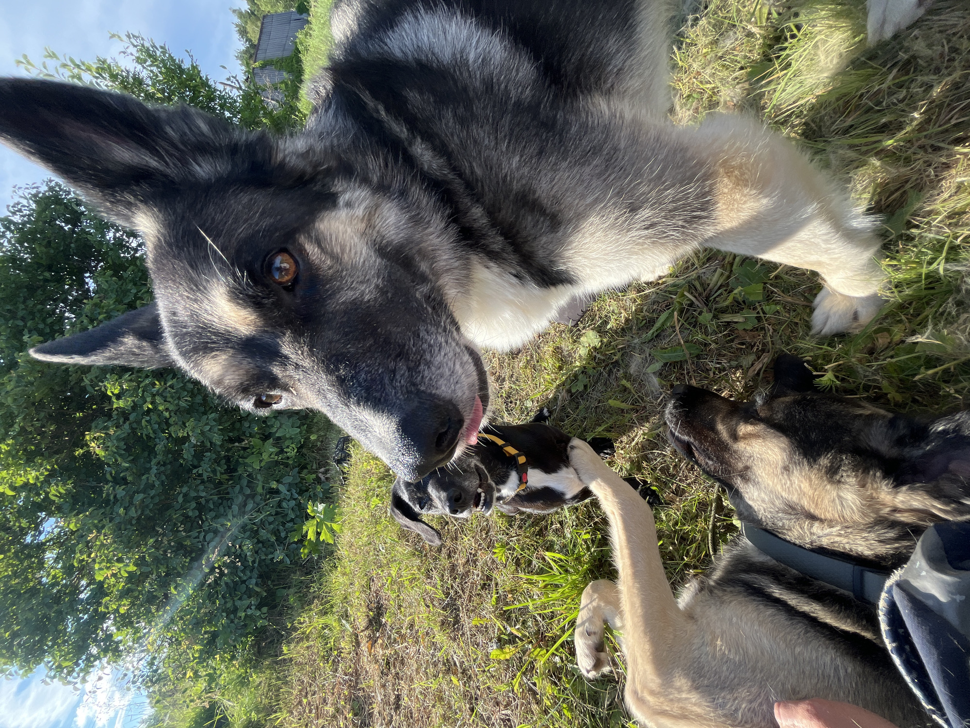 In a sun-drenched outdoor scene, three dogs are engaged in playful interaction on a grassy terrain under a bright blue sky. The primary subject is a large German Shepherd-like dog, whose head fills the foreground, looking down with an alert expression. Its dark fur is accented with lighter shades, and its intelligent brown eye is clearly visible. To the right, another dog, possibly of a similar breed, lies on its back, basking in the sunlight. Its paws are extended upwards, and its head is turned away from the camera. In the center, a smaller black and white dog, wearing a yellow collar, is nestled between the larger dogs, appearing to be actively participating in the playful interaction. One of its paws is reaching out, perhaps in a gesture of playfulness. The ground is covered with green grass and dry leaves, suggesting a warm, possibly late spring or summer day. Lush green trees and foliage are visible in the background, with a hint of a rustic wooden structure peeking through the leaves, possibly a fence or a shed. The lighting suggests it is daytime, with the sun casting distinct shadows and highlighting the dogs' fur. The overall mood is one of joyful camaraderie and outdoor recreation.