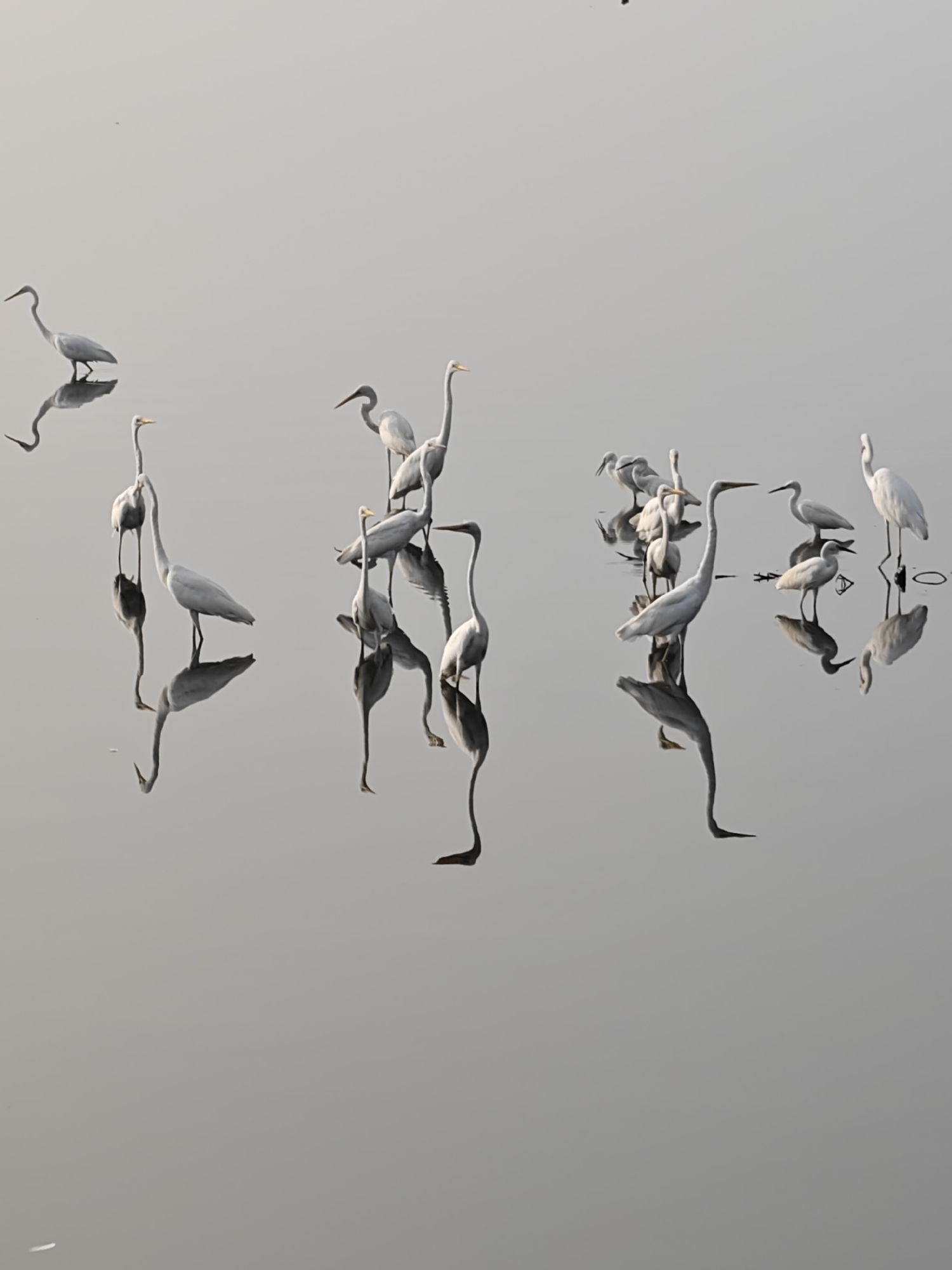 The image shows a group of white birds, possibly herons or egrets, standing in shallow water. Their reflections are visible in the still water. The location is identified as Lhokseumawe, Indonesia. The scene is composed of the birds in various poses, some with necks outstretched, others with their heads tucked in. The background is a muted, gray color.