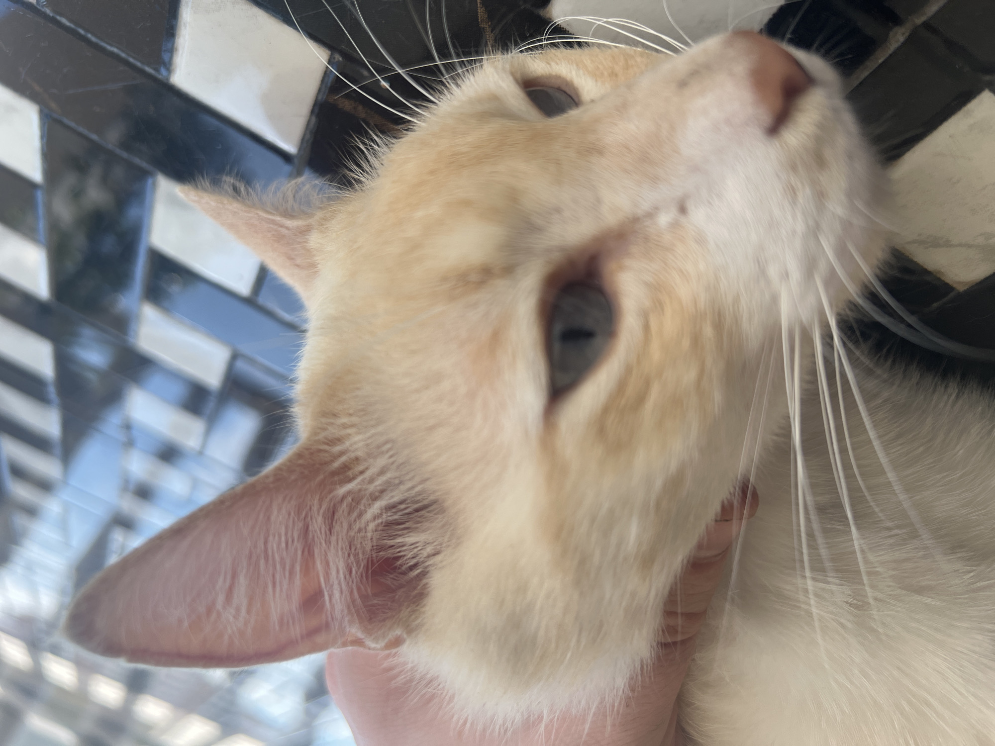 A close-up, angled shot shows the head of a light-colored cat lying on a black and white checkered surface. The cat has pale fur with some orange-ish markings on its face and ears. Its eyes are partially visible and appear to be a light color. A human hand is seen gently holding the cat's head, with fingers visible near its ear and fur. The background is out of focus but shows the continuation of the checkered surface.
