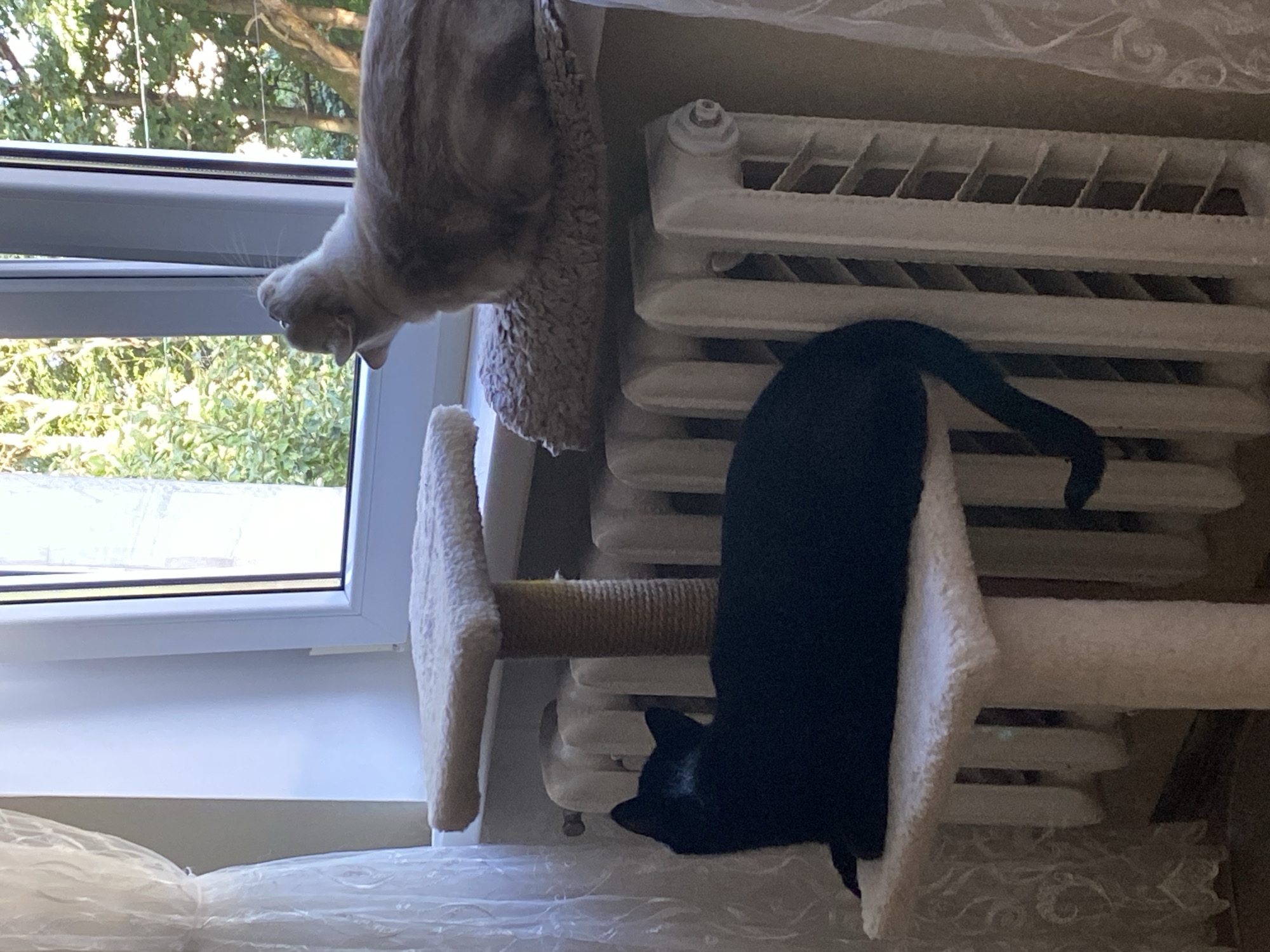 The image shows two cats in a domestic indoor setting, positioned near a window and a radiator. The cat in the foreground is black and lying on a multi-tiered cat tree that is placed in front of a white radiator. The second cat, a lighter color with tabby markings, is perched on a padded surface on top of the radiator and is looking upwards towards the window. The window overlooks greenery, suggesting an outdoor environment. The presence of a radiator and curtains indicates a residential interior. No specific location in Kaliningrad, Russia, can be determined from the visual information provided.