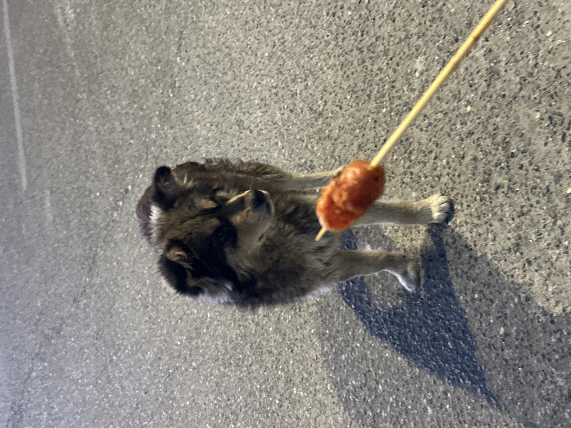 A medium-sized dog with predominantly brown and black fur stands on a paved surface, likely asphalt or concrete. An orange sausage is skewered on a wooden stick and is positioned in front of the dog's head, suggesting it is being offered food. The surface has a rough texture, typical of roads or sidewalks. The lighting indicates it could be dusk or night. No people are visible in the frame. There is no information in the image that suggests this photo was taken in Jiangjin, China.