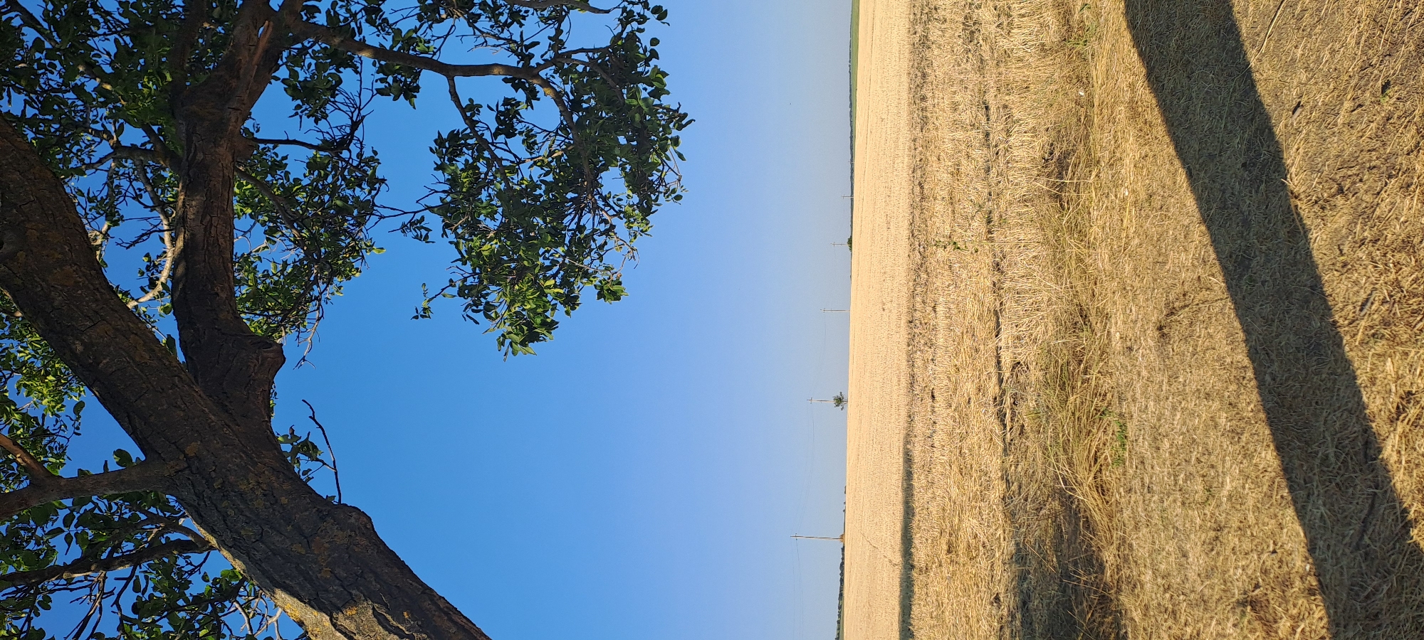 In Rădoaia, Moldova, a photograph captures a sunlit landscape under a clear blue sky. The foreground is dominated by the textured bark and green leaves of a large tree, its branches extending from the left and top edges of the frame. Below the tree, a field of dry, golden straw stretches to the horizon, suggesting a recently harvested crop. A distinct shadow of the tree falls across the straw in the lower right portion of the image. In the distance, a few utility poles with wires dot the flat terrain, and a single small tree stands in the middle ground. The overall impression is one of rural serenity and the warmth of a summer day.