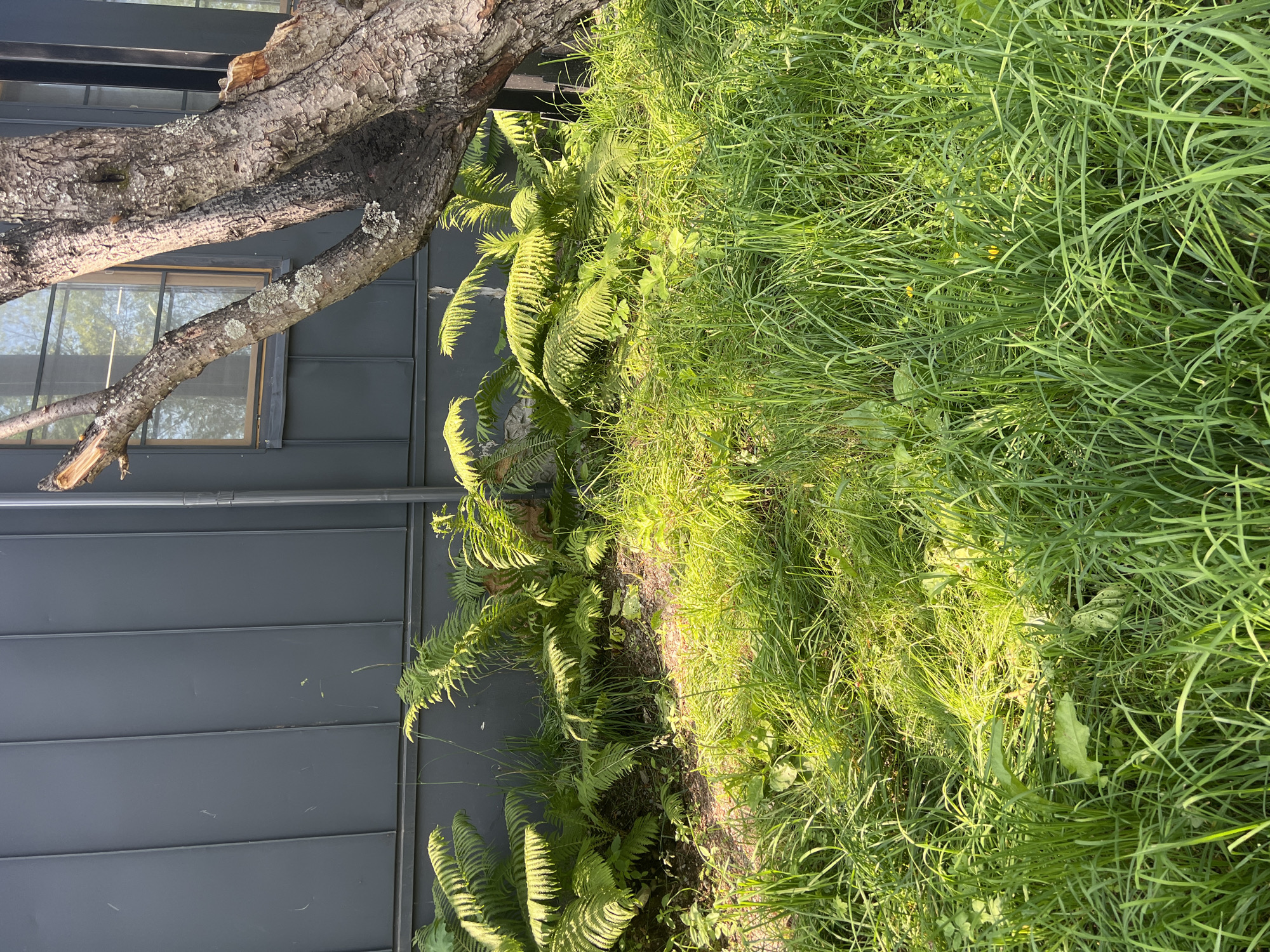 In a sun-drenched outdoor scene in Paratunka, Russia, tall green grasses and ferns grow in abundance. The foliage is lush and vibrantly green, with patches of sunlight illuminating the landscape. In the background, a dark gray building with vertical panels stands, suggesting an urban or suburban setting. A large tree trunk, rough and weathered, is visible on the right side of the frame, its branches reaching towards the sky. A window with a reflective surface is also present on the building, hinting at the presence of an interior space. The overall impression is one of a natural, overgrown area adjacent to a man-made structure.
