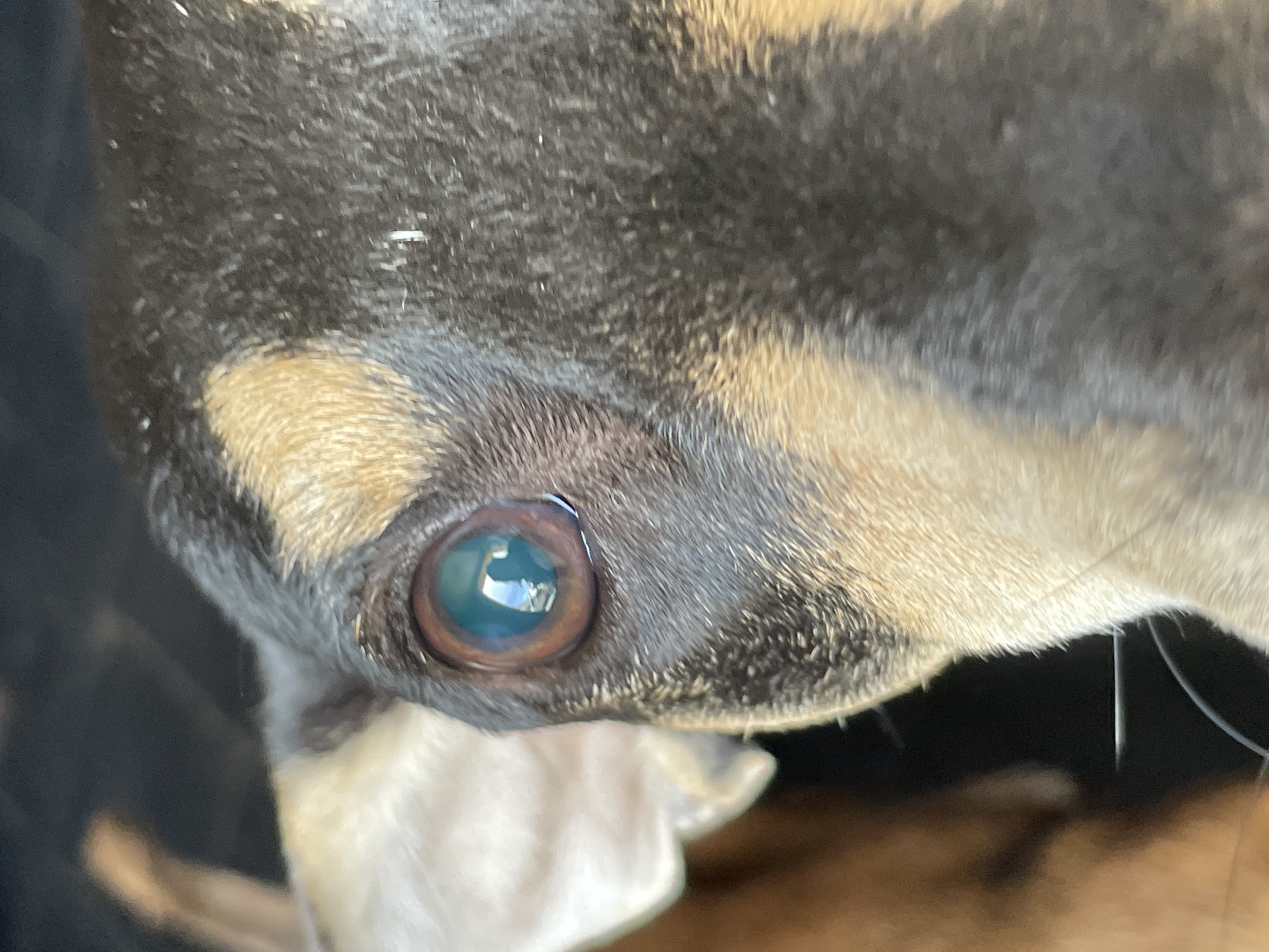 The image is a close-up of a dog's eye and the surrounding fur. The dog has dark fur on top, transitioning to tan on the side of its face. The eye is a blue-green color with visible light reflections. There is no information in the image that allows for determination of the location in Porlamar, Venezuela, or any details about people, objects, actions, or interactions.