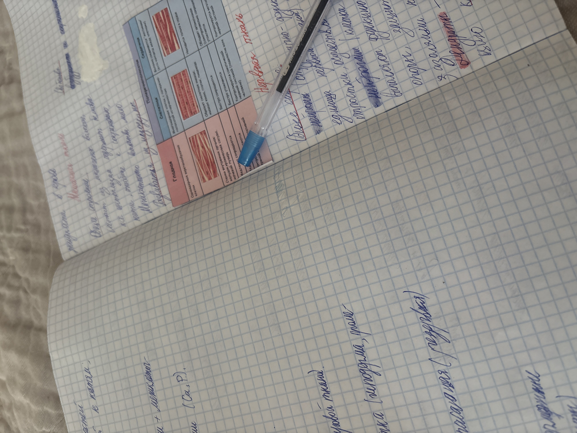 The image shows an open notebook with handwritten notes on a grid paper. The notes appear to be in Russian and are related to biology or anatomy. There is a pen lying on the notebook. The background is a textured surface, possibly a blanket or fabric. The image is taken from a slightly overhead angle. There is no information in the image that would indicate a location in Georgiyevsk, Russia.