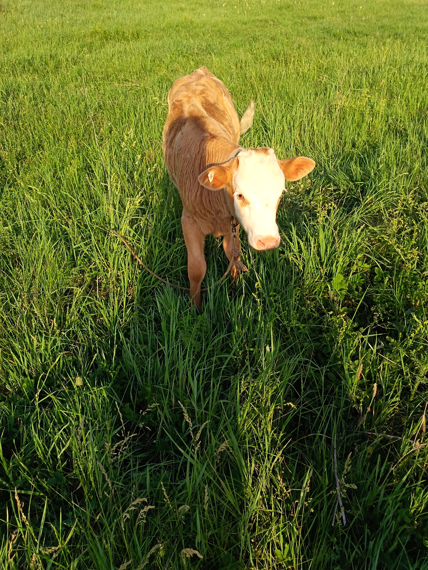 A calf stands in a lush green field, its light brown and white coat illuminated by the sun. The calf is facing the camera, with its head tilted slightly. A simple rope halter is around its neck. The field is densely covered with tall grass, with a few small yellow flowers scattered throughout. The background is a blur of green, indicating a vast open space. The image appears to have been taken during the golden hour, as evidenced by the warm, soft lighting and long shadows. The scene evokes a sense of peace and tranquility, common in rural settings. The precise location within Soloneshnoye, Russia, cannot be determined from the image alone.