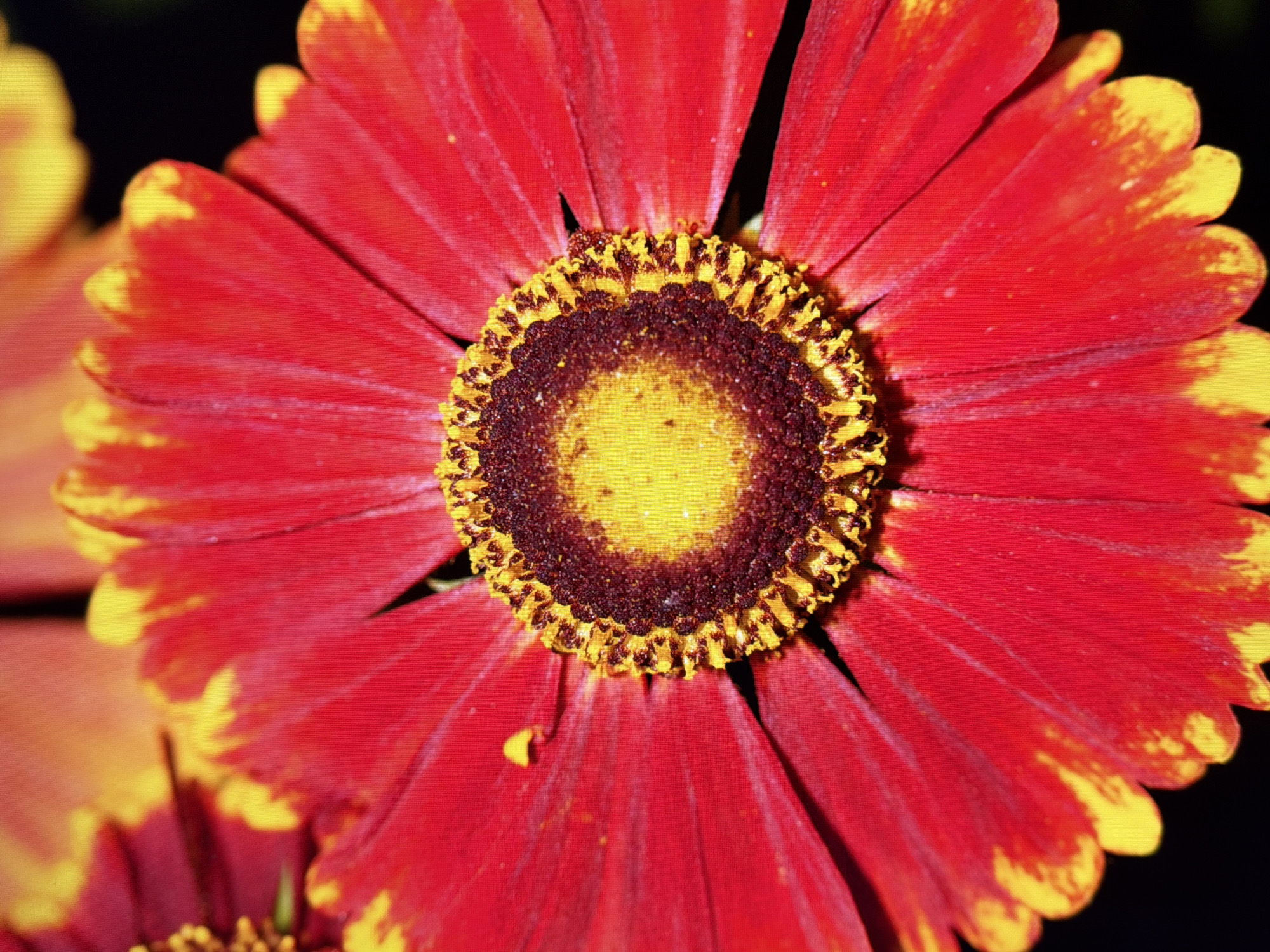 The image is a close-up, vertically oriented photograph of a red and yellow flower, likely a type of daisy or coneflower, set against a dark background. The flower's center is a textured, dark brown disc surrounded by a ring of small, yellow, petal-like structures. Radiating outwards from the center are numerous broad, red petals that are tipped with yellow. The petals exhibit a subtle texture and some appear to have small, light-colored specks on their surface. One small yellow stamen-like structure is visible on the left side of the flower, detached from the main center. The lighting is focused on the flower, highlighting its vibrant colors and intricate details. There is no discernible environment or context beyond the flower itself. The image does not provide any information about the city of Kyiv, Ukraine, or any specific location within it.