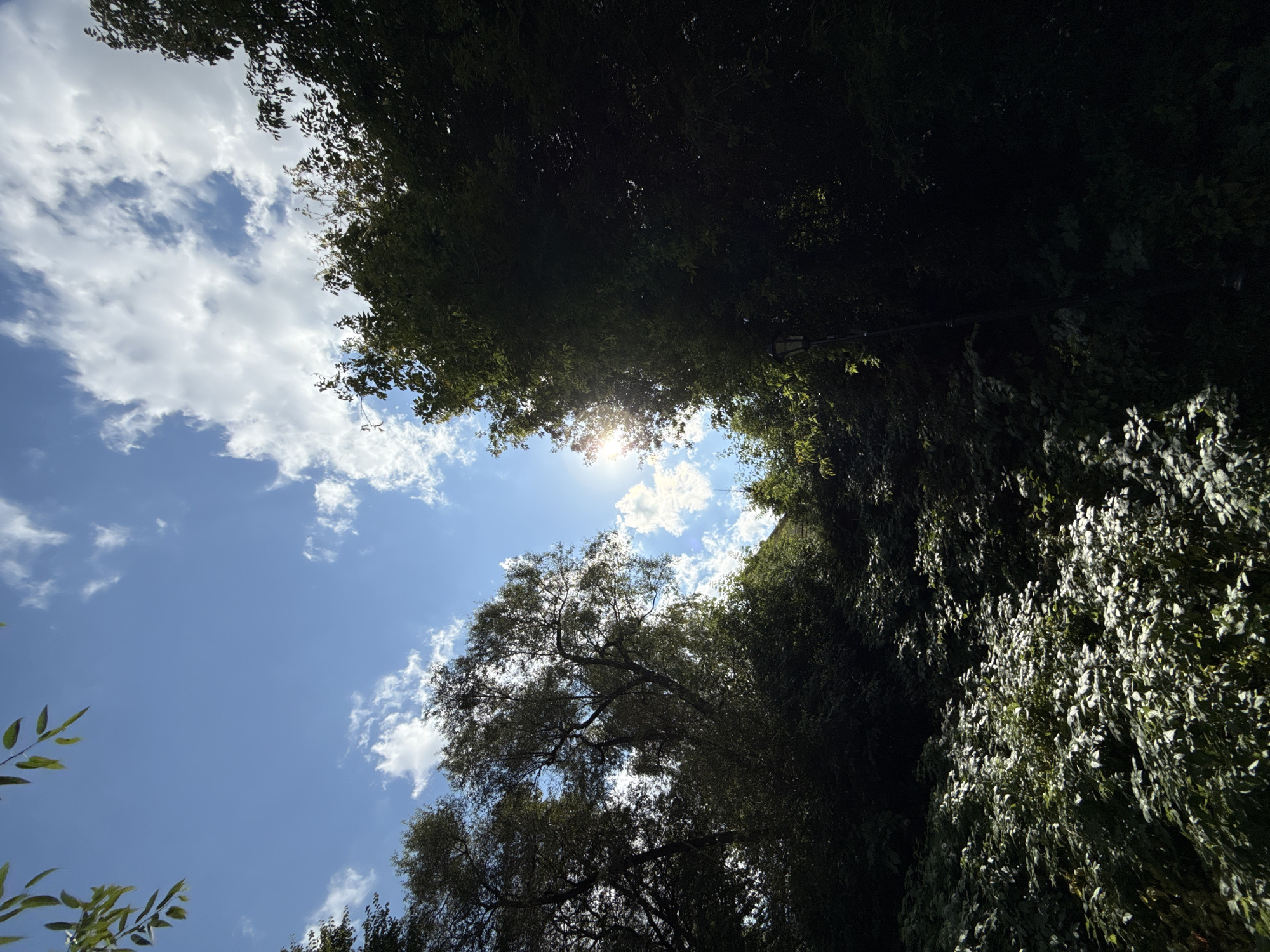 This is a low-angle shot looking up at a sky with scattered clouds and a bright sun peeking through the trees. The foreground is filled with dense green foliage and bushes, some of which are illuminated by sunlight, creating a dappled effect. The middle ground is dominated by dark green trees with some branches and leaves silhouetted against the sky. In the far background, there is a hint of a building, possibly a wall or roofline, partially obscured by foliage. To the right of the image, a dark lamppost is visible amidst the trees. The scene appears to be a park or wooded area within Moscow, Russia, capturing a moment of bright sunshine filtering through a natural canopy.
