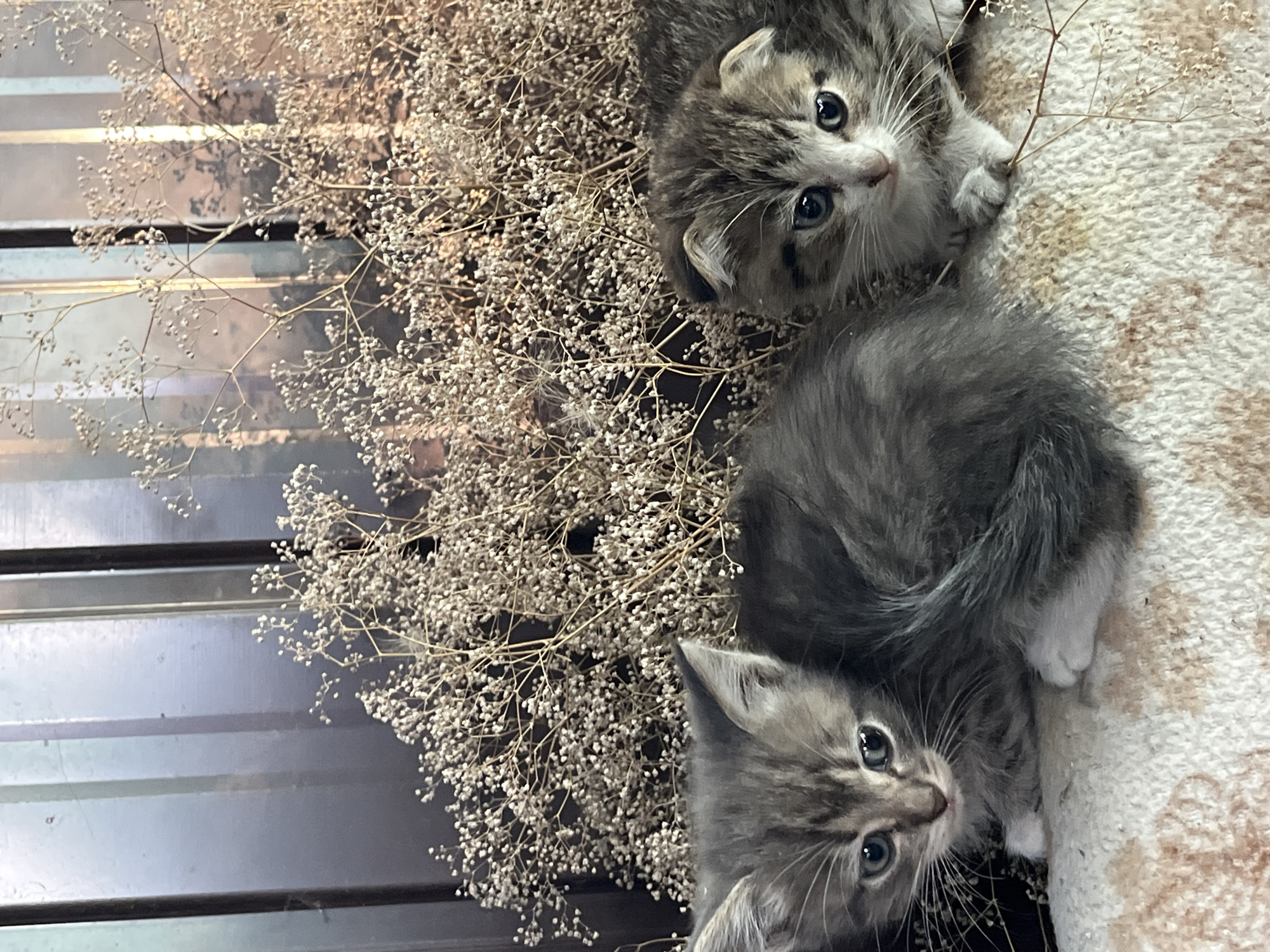 Two kittens are nestled amongst dried white flowers. The kitten on the left is a tabby with grey fur and green eyes, and it is curled up on a beige and white patterned blanket. The kitten on the right is also a tabby with grey and brown fur and blue eyes, and it is looking towards the camera. The background consists of vertical black bars and a reflective surface that shows a blurred image of plants and the kittens. The overall scene appears to be indoors.