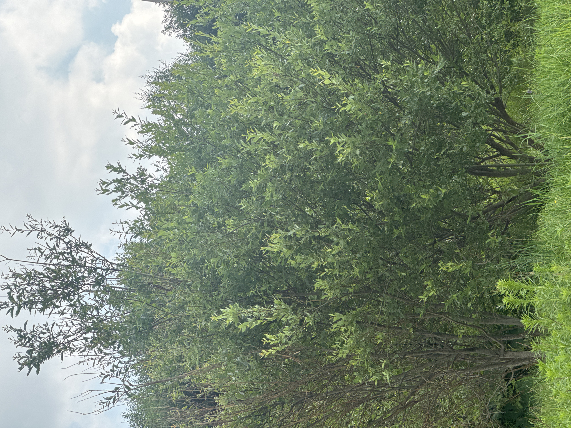 The image shows a close-up view of dense green foliage from trees and tall grass, with a cloudy sky visible in the upper left portion of the frame. The foliage is lush and appears to be in full leaf, with many thin branches and elongated leaves. The grass on the right side of the image is also tall and vibrant green. The scene is outdoors and appears to be a natural setting, likely a park or a rural area, given the presence of trees and abundant greenery. The lighting suggests it is daytime, with overcast conditions due to the presence of clouds. There is no discernible activity or event taking place; the image is a still capture of the natural environment. No people, objects, or text are visible in the image. The orientation of the image is vertical.