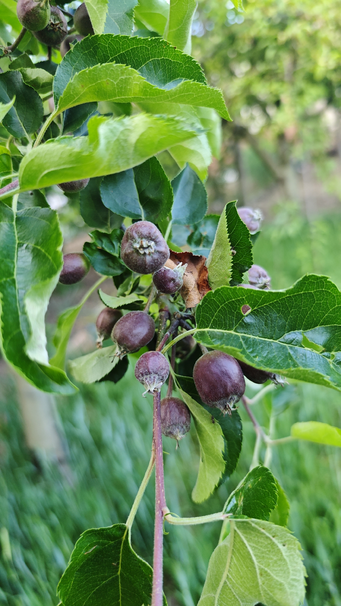 A close-up shot shows a branch of what appears to be an apple tree laden with numerous small, unripe apples. The apples are mostly round and range in color from a reddish-purple to brown. Some of the apples exhibit remnants of dried blossoms at their ends. The branch is densely populated with green leaves, exhibiting a textured vein pattern and serrated edges. The leaves display varying shades of green, with some having lighter hues. The background consists of a blurred green landscape, suggesting a natural outdoor setting. The location is Planinitsa, Bulgaria.