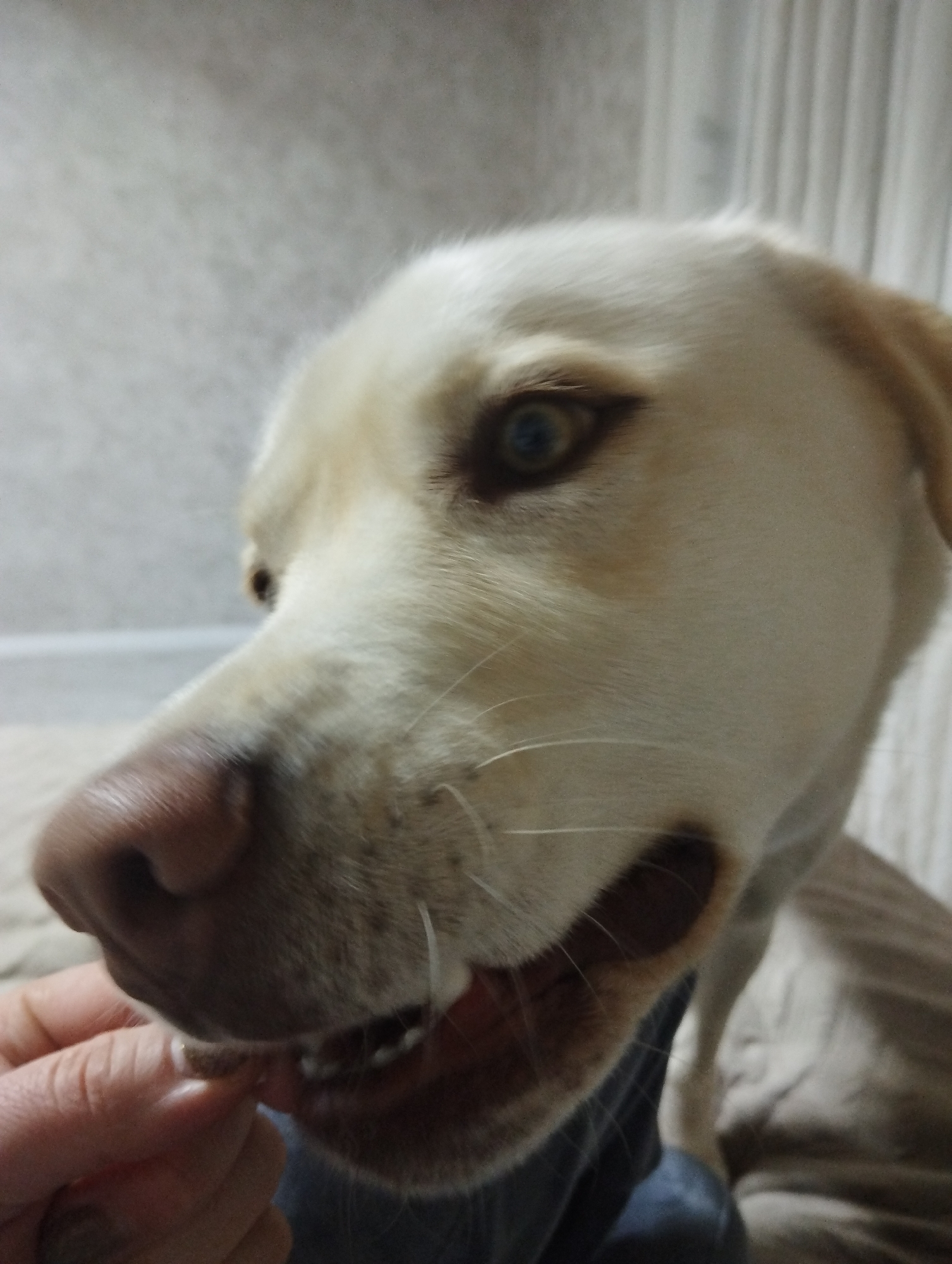 A close-up photograph captures a moment of interaction between a person and a light-colored dog, likely indoors in Grishanki, Russia. The primary subject is the dog's head, rendered in sharp focus, while the background is softly blurred.
The dog, possibly a Labrador or a similar breed, has light cream or white fur and striking light-colored eyes, which appear blue-green or amber. Its wet, brown nose is prominent in the foreground, and long white whiskers extend from its muzzle. The dog's mouth is slightly open, revealing some teeth, as it intently focuses on a treat being offered by a human hand.
A person's hand, with visible skin texture, holds a small, dark-colored treat, extending it towards the dog's mouth. The dog's gaze is fixed on the treat, suggesting eagerness or anticipation. The overall scene conveys a gentle and positive interaction, with the dog receiving food from its owner.
The background shows a subtly textured, light-colored wall or surface, typical of an indoor setting. There are no specific distinguishing features in the background to indicate the exact location within Grishanki, Russia. The lighting is soft, suggesting either indoor artificial lighting or indirect natural light. No visible text is present in the image.