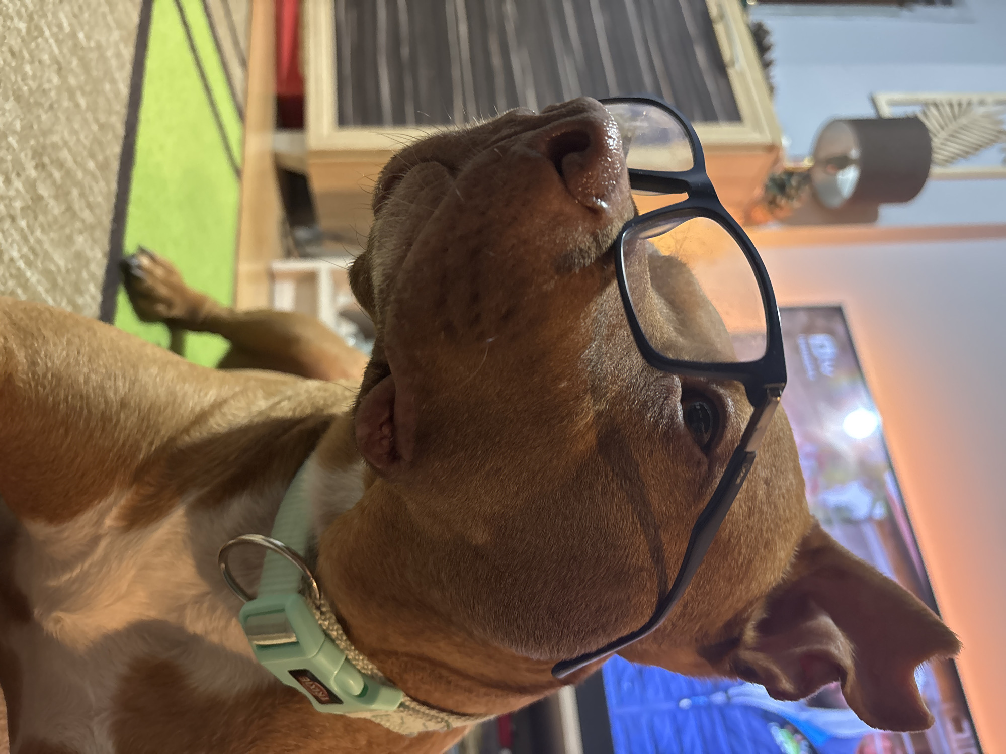 A brown dog with short hair lies on its back wearing black-framed glasses. The dog wears a light blue collar and is positioned near a television. A green and white geometric wall decoration is visible in the background. Other indistinct objects can be seen in the background. The location is unknown, so it is not possible to verify that the location is Sofia, Bulgaria.