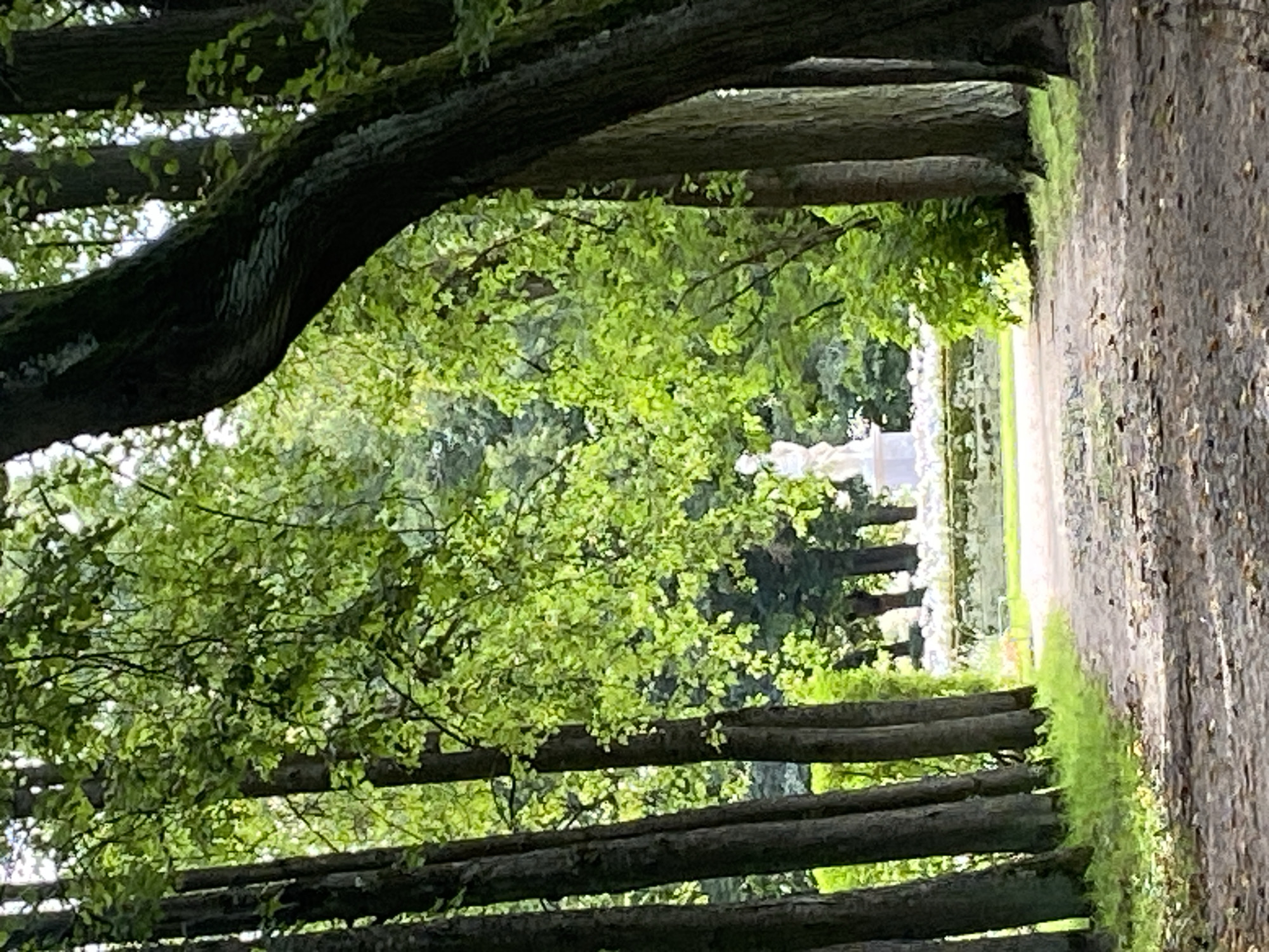 The image depicts a tree-lined path in the Pavlovsk Park in Pavlovsk, Russia. The path is made of dirt and covered with fallen leaves. On the left side of the path, a row of trees with dark bark stands close together, with lush green foliage overhead. On the right side, a large, dark tree trunk curves into the frame, with more trees and foliage behind it. In the distance, through an opening in the trees, a white statue stands on a pedestal in front of a low wall and a line of white flowers. The overall scene is one of a tranquil park setting.