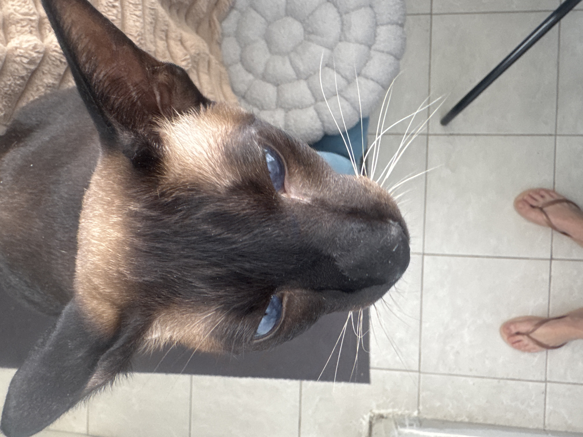 A Siamese cat with blue eyes looks up at the camera. The cat is standing on a tiled floor, and a person's feet wearing flip-flops are visible in the lower right corner of the image. A blanket, a cushion, and a black stick are in the background. The image was taken in an indoor setting. The city of Ramat Gan, Israel cannot be confirmed as the location based solely on this image.