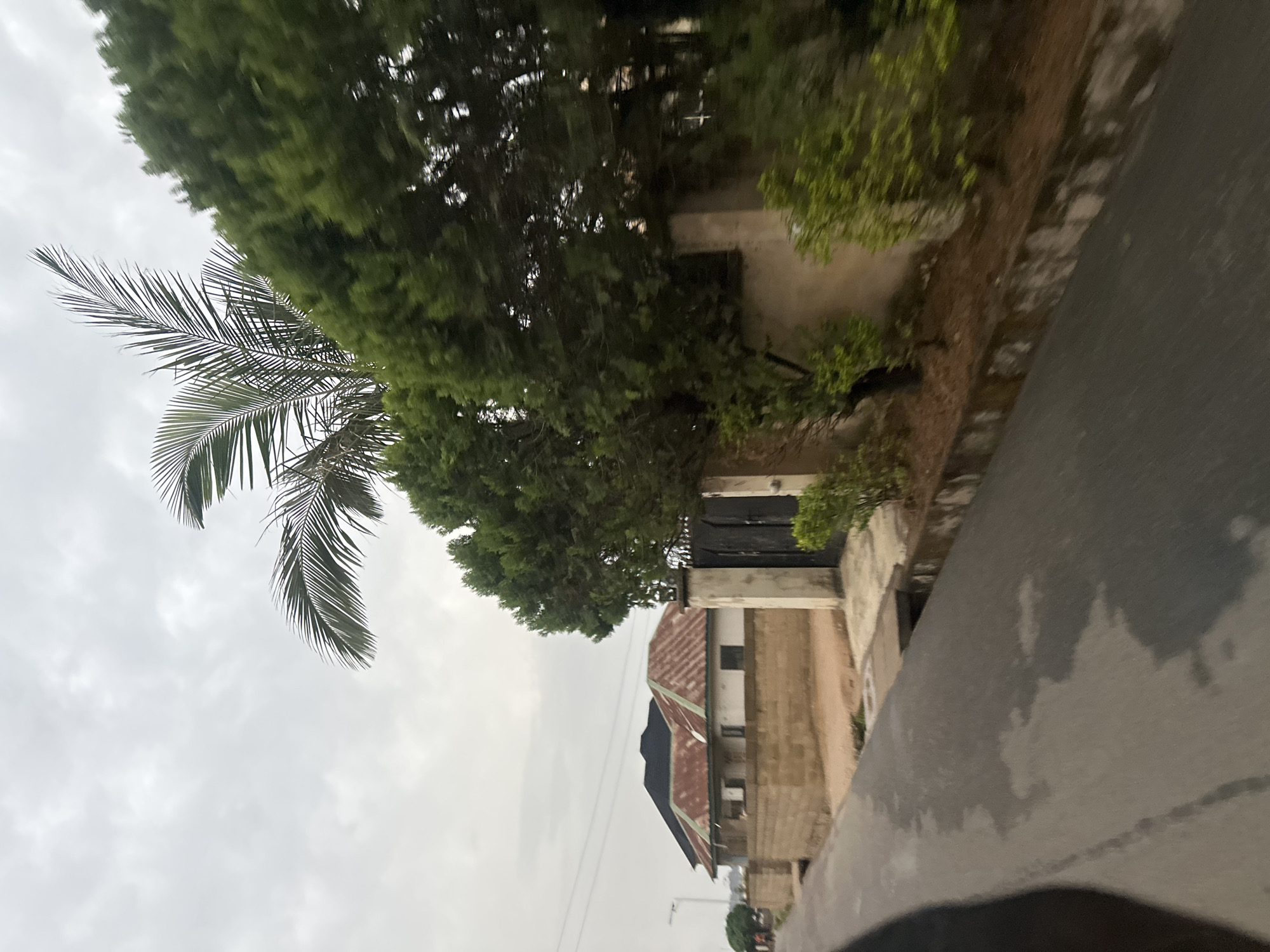 The image presents an overcast, seemingly wet, street scene in Jos, Nigeria. The focus is on the roadside environment, dominated by vegetation and urban elements. A palm tree with fronds extending towards the sky is prominent on the left side. Adjacent to it is a dense, larger tree or a collection of trees that obscures a portion of a building.
The architecture visible appears to be a multi-story building with a red and black roof. A gate is visible behind the foliage, adding a layer of enclosure to the property. Power lines stretch along the street above the building.
The street surface in the foreground shows patches indicating wetness or uneven texture. The general atmosphere is subdued due to the overcast sky. The scene is residential.