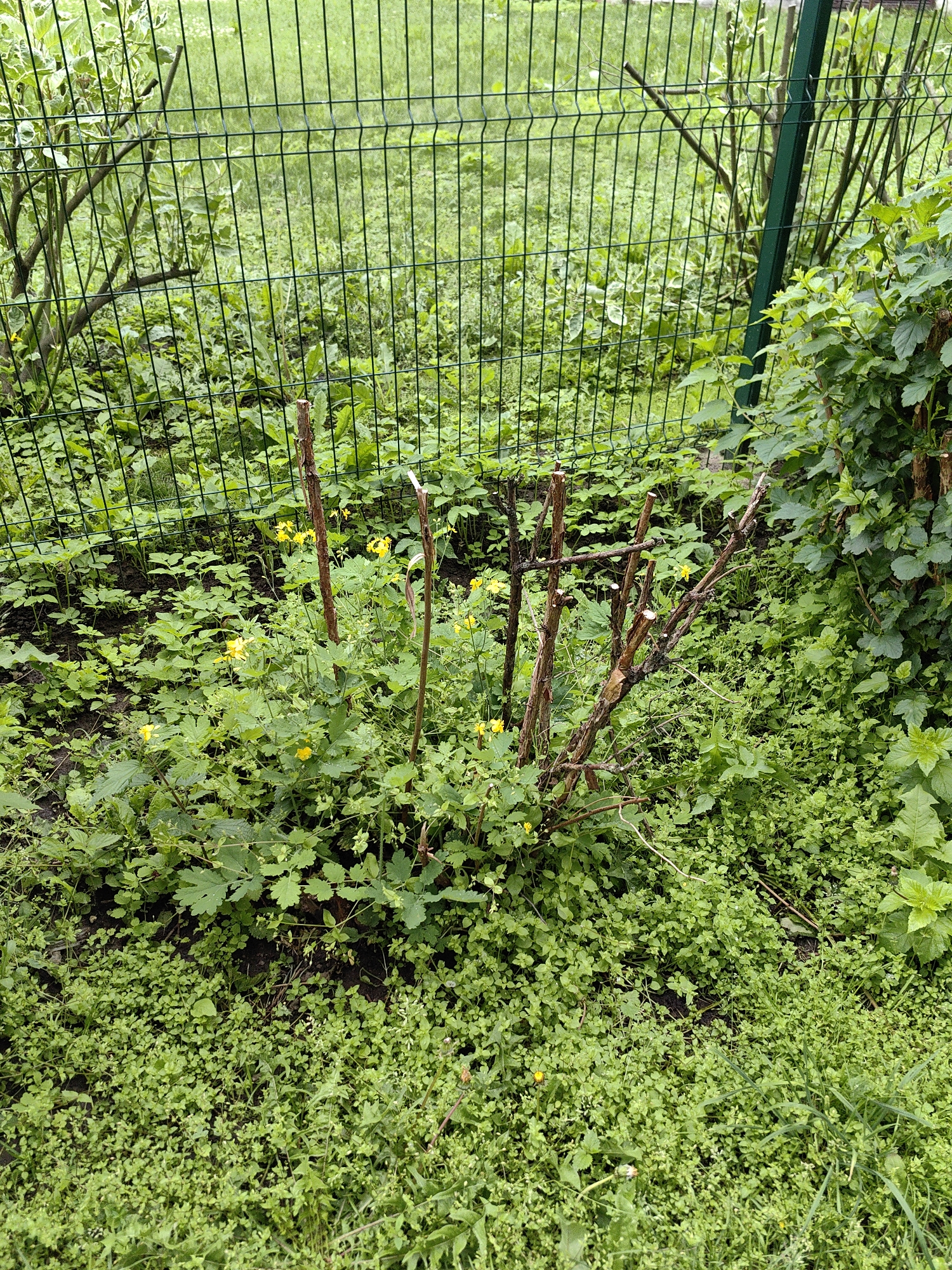 A mid-angle, outdoor shot captures a lush, green garden bed bordering a wire mesh fence. The fence, constructed with vertical bars and horizontal reinforcing wires, forms the background and right edge of the frame. A dark green metal post anchors the right side of the fence. The garden is densely populated with various green plants and foliage, with a patch of darker soil visible in the center. Several brown, pruned branches stick out vertically from the center of the bed, some with rough, cut ends. Small yellow flowers are scattered throughout the greenery. The environment appears well-maintained, with a focus on plant growth. This scene is located in the city of Minsk, Belarus.