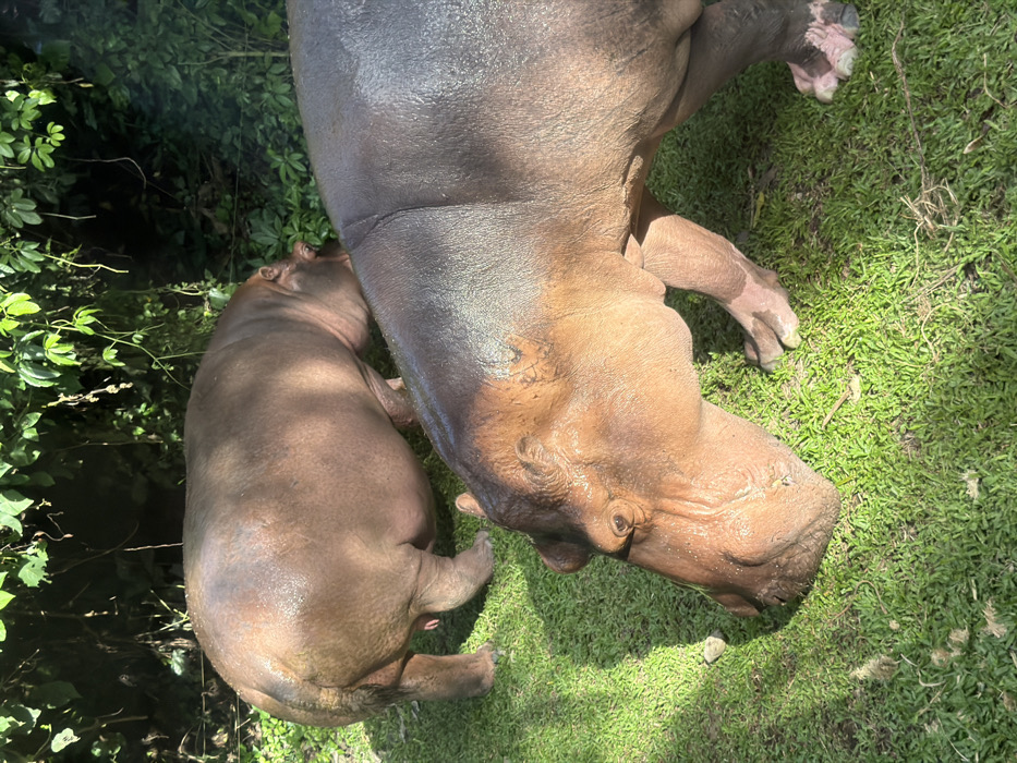 Two large hippopotamuses are observed in a grassy enclosure under direct sunlight in Medahan, Indonesia. The foreground features a hippopotamus with dark brown and reddish-brown skin, appearing moist, with its head lowered, grazing on vibrant green grass. Its right front foot shows areas of lighter pink skin. Behind it, a second, lighter reddish-brown hippopotamus, also appearing wet, is positioned with its rear and left side prominently visible. Its head is also lowered towards the grass, indicating grazing behavior. A small penile protrusion is visible on the rear underside of the background animal. Dense, dark green tropical foliage and trees form the background of the scene.