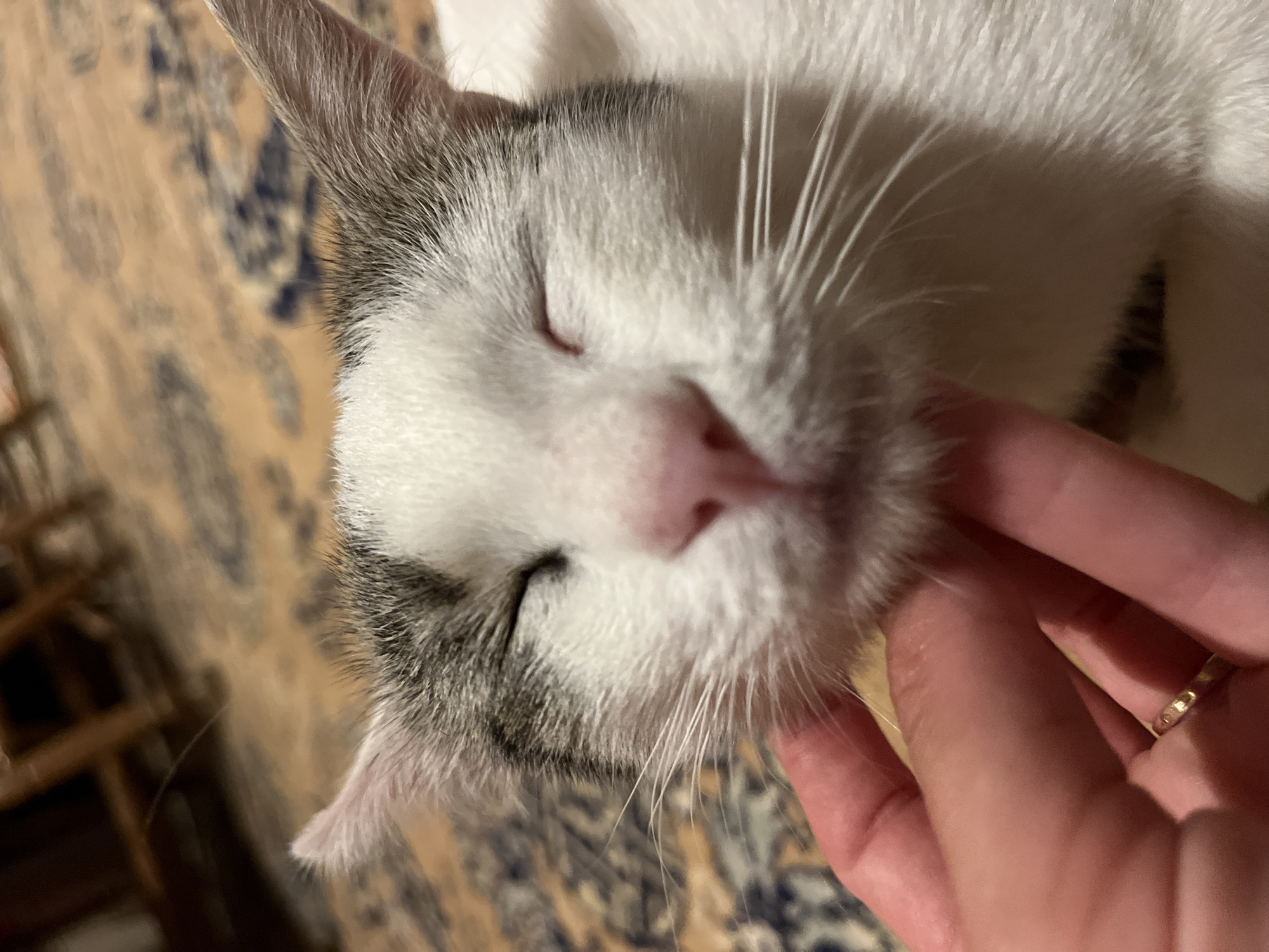 A close-up, eye-level shot features a white cat with grey tabby markings on its head. The cat's eyes are closed, and its pink nose is prominent. A person's hand, adorned with a thin gold ring on the ring finger, is gently stroking the cat's chin and cheek. The background consists of a patterned rug with muted colors, and a hint of wooden furniture is visible at the top of the frame. The scene appears to be indoors, likely in a residential setting in Šušanj, Montenegro.