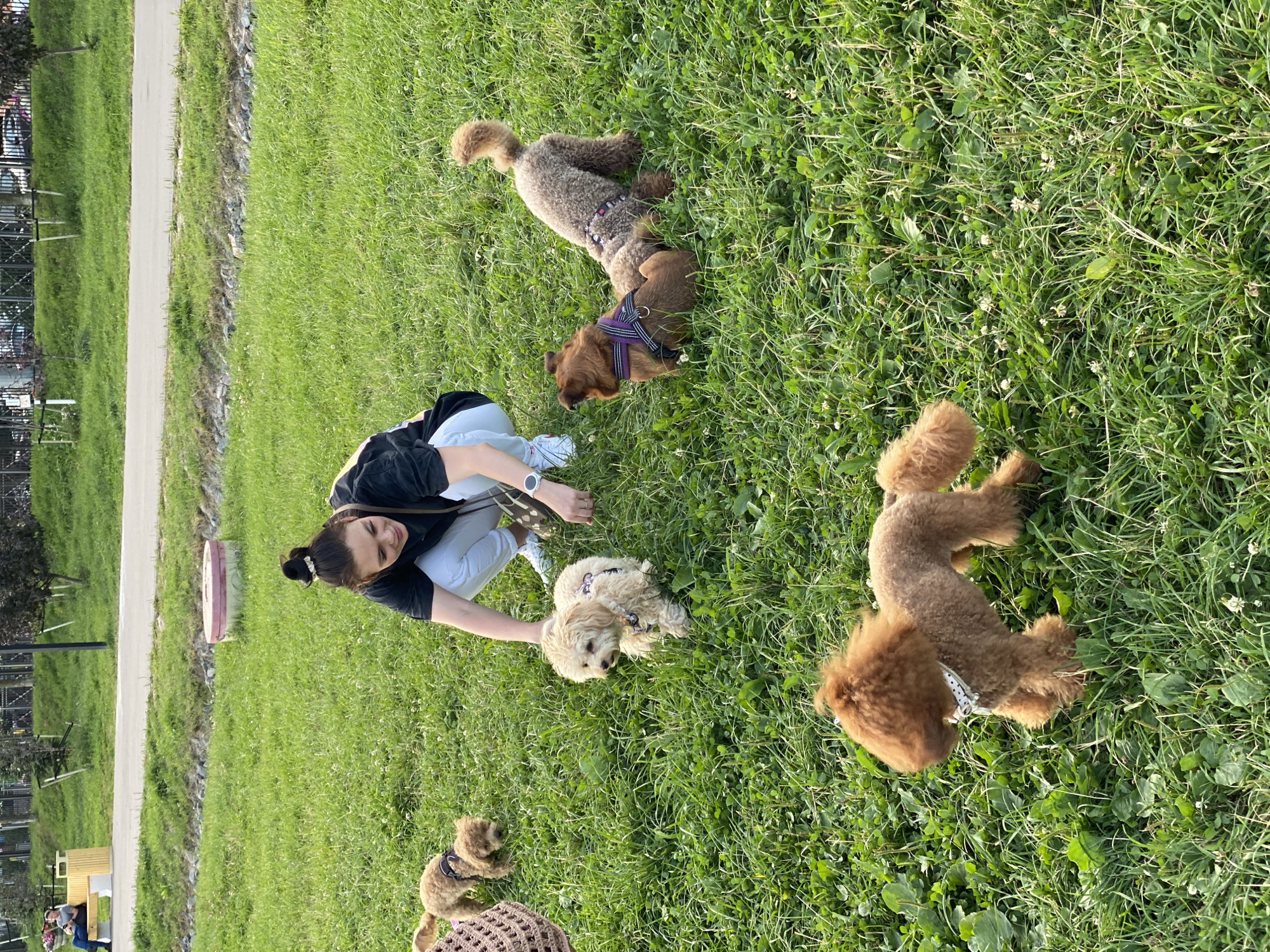 In Krasnoborskoye, Russia, a woman with her hair in a bun is crouching in a grassy area, interacting with several small dogs. She is wearing a dark t-shirt and light-colored pants. There are at least four dogs present: a cream-colored poodle or poodle mix, two light brown poodle mixes, and one darker brown dog with a purple harness. The dogs are on a green lawn with scattered white wildflowers. In the background, a paved path runs alongside a grassy embankment. Further back, a yellow bench with a person sitting on it and a trash receptacle are visible, along with trees and fencing. The scene suggests a park or outdoor recreational space.