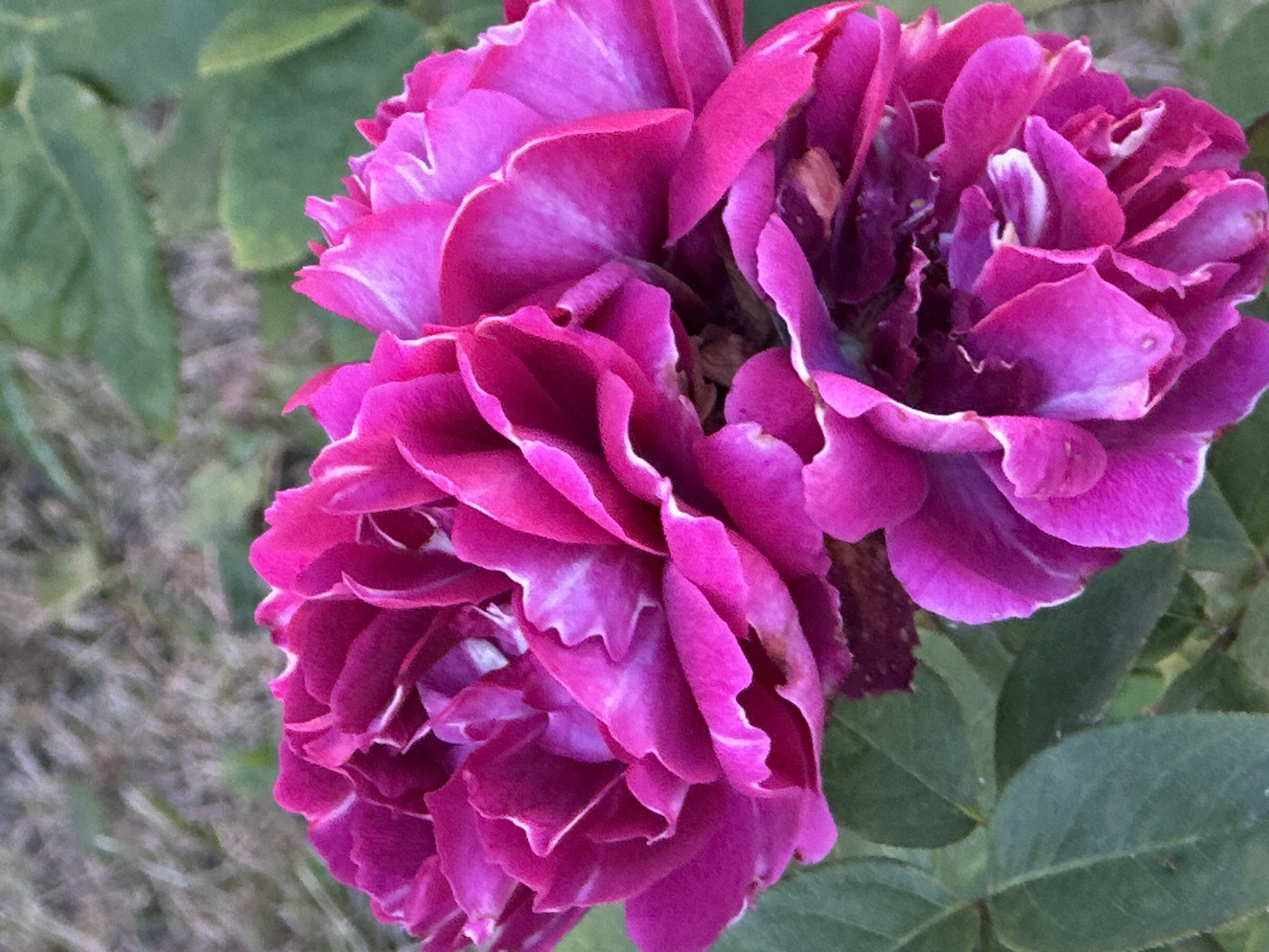 A close-up, high-angle, outdoor shot shows two bright pink, full-bloom roses with ruffled petals and white edges. The roses are in focus, set against a blurred background of green foliage and dry, brown grass. The scene appears to be a garden or natural outdoor space. There are no people, animals, or man-made structures visible. The location of Podolsk, Russia is not discernible from the image.