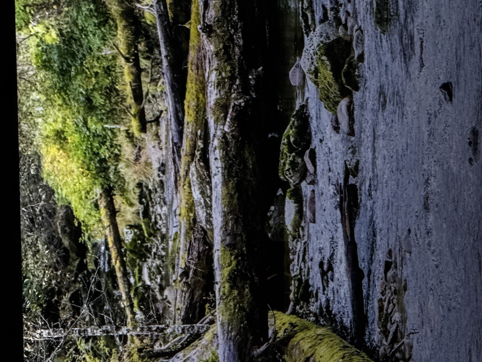 The image depicts a natural scene of a stream flowing through a forested area, with fallen logs covered in moss and vegetation lining the banks. The water is dark and appears to be moving over rocks. The surrounding foliage is dense and green, with some areas of sunlight illuminating the scene. There are no people or man-made structures visible. The image does not provide any information that would allow for the identification of its location in Saratov, Russia.