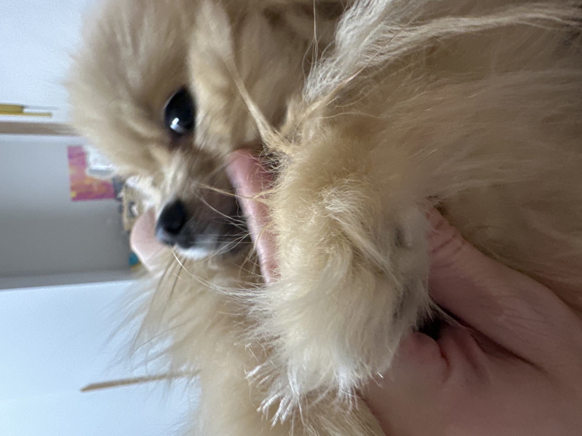 A close-up shot depicts a light-brown, fluffy dog being held by a person. The dog's head is visible, featuring a black nose, one visible black eye, and light-colored fur. A human hand with pink skin tone is holding the dog, obscuring part of its body. The background is out of focus, but hints of white surfaces are visible. No information is available to indicate the location is in Votkinsk, Russia.