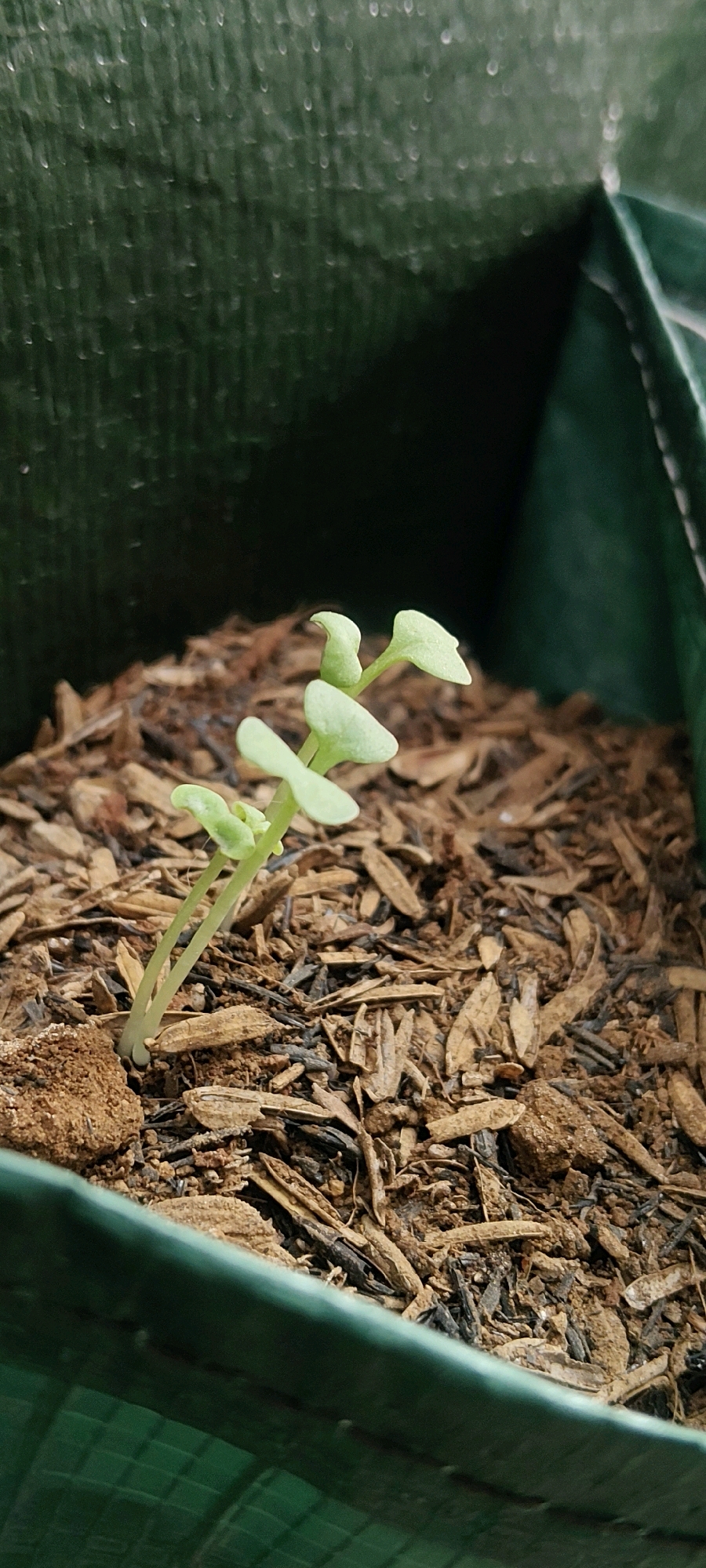 A close-up, low-angle shot shows a seedling with two sets of delicate, light green leaves emerging from a substrate of brown wood chips and soil. The seedling is positioned slightly left of center, its stem leaning to the left. In the background, a dark green, textured surface, possibly canvas or a tarp, is visible, creating a shallow depth of field. The lighting is soft, with some specular highlights on the leaves and the green background. The scene appears to be indoors or in a sheltered outdoor area, given the close-up focus and controlled environment suggested by the tarp. There is no indication of a specific city or location within Mekarmukti, Indonesia.