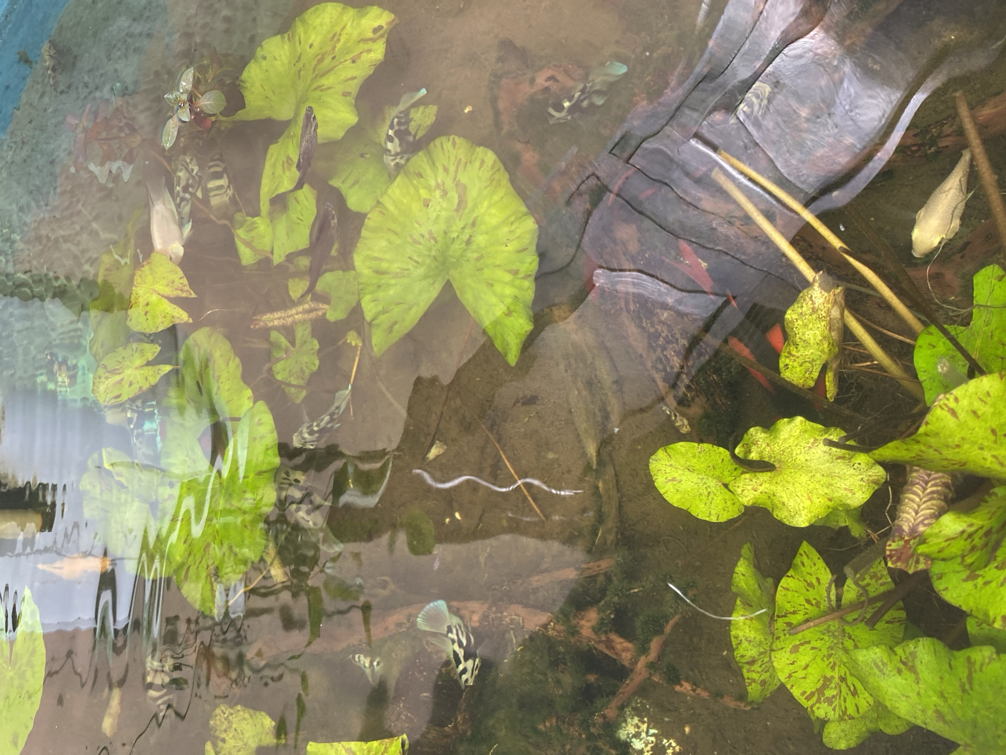 The image shows a natural pond with several small fish swimming among lily pads. The water is murky, and the bottom is covered with sand and some debris. The lily pads are green with reddish-brown spots and are floating on the surface of the water. Some of the fish are silver and have black stripes, while others are darker. There is also a white fish with fins visible in the lower right corner of the image. The overall scene is peaceful and natural, suggesting a healthy aquatic environment. The location is Unknown, Unknown.